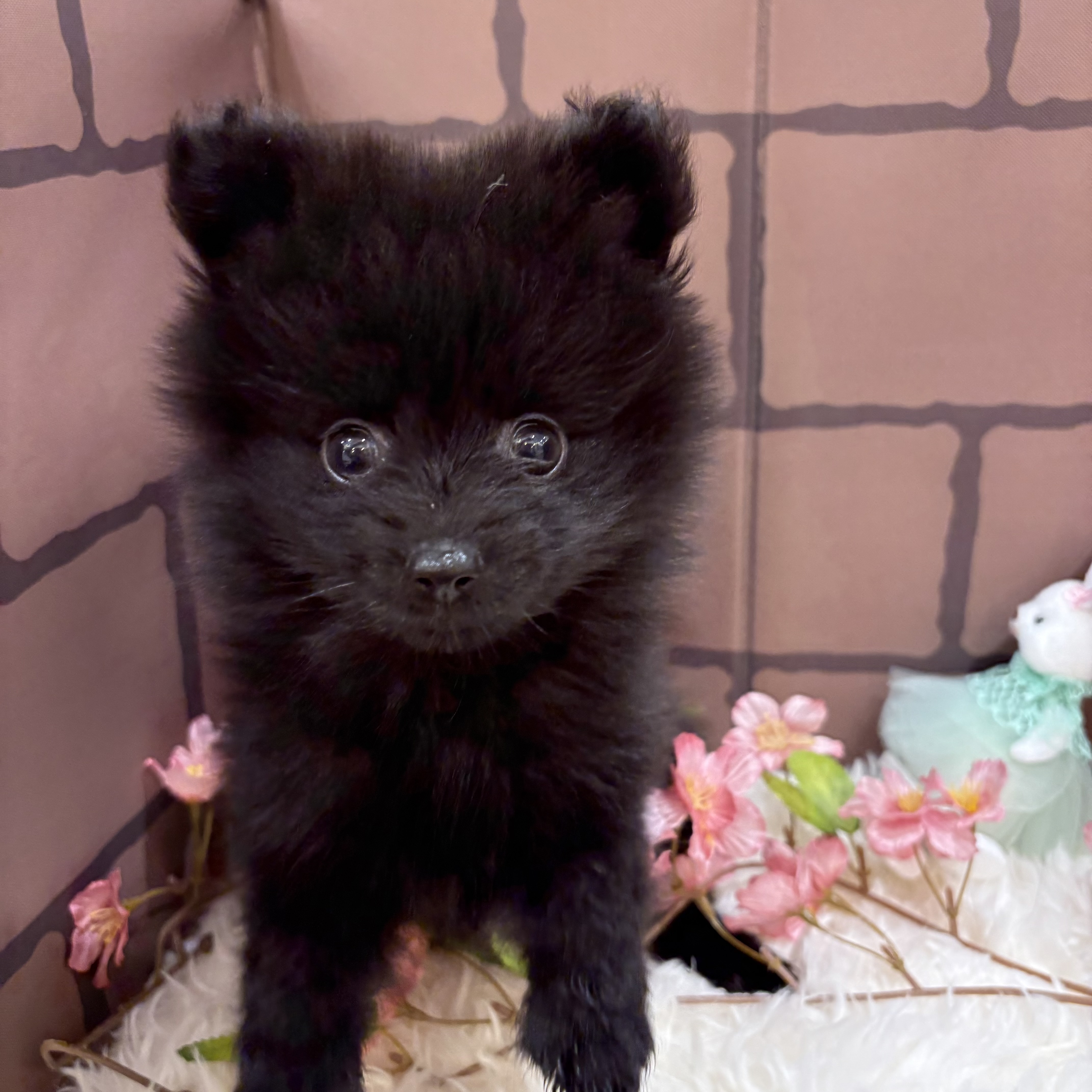 大阪府のポメラニアン (センチュリーペットそよら古川橋駅前店/2026年1月14日生まれ/女の子/ブラック)の子犬の2枚目の画像