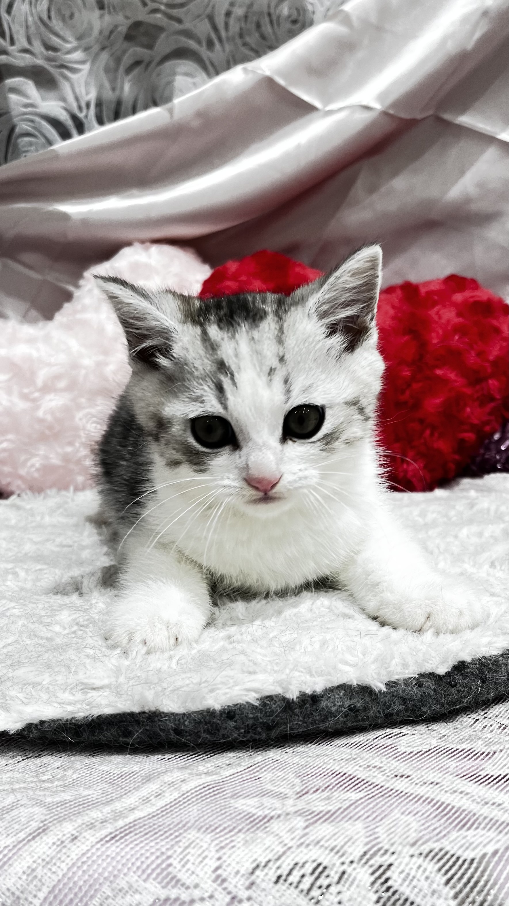 千葉県のミヌエット (センチュリーペット新浦安店/2026年1月16日生まれ/男の子/シルバータビー)の子猫の2枚目の画像