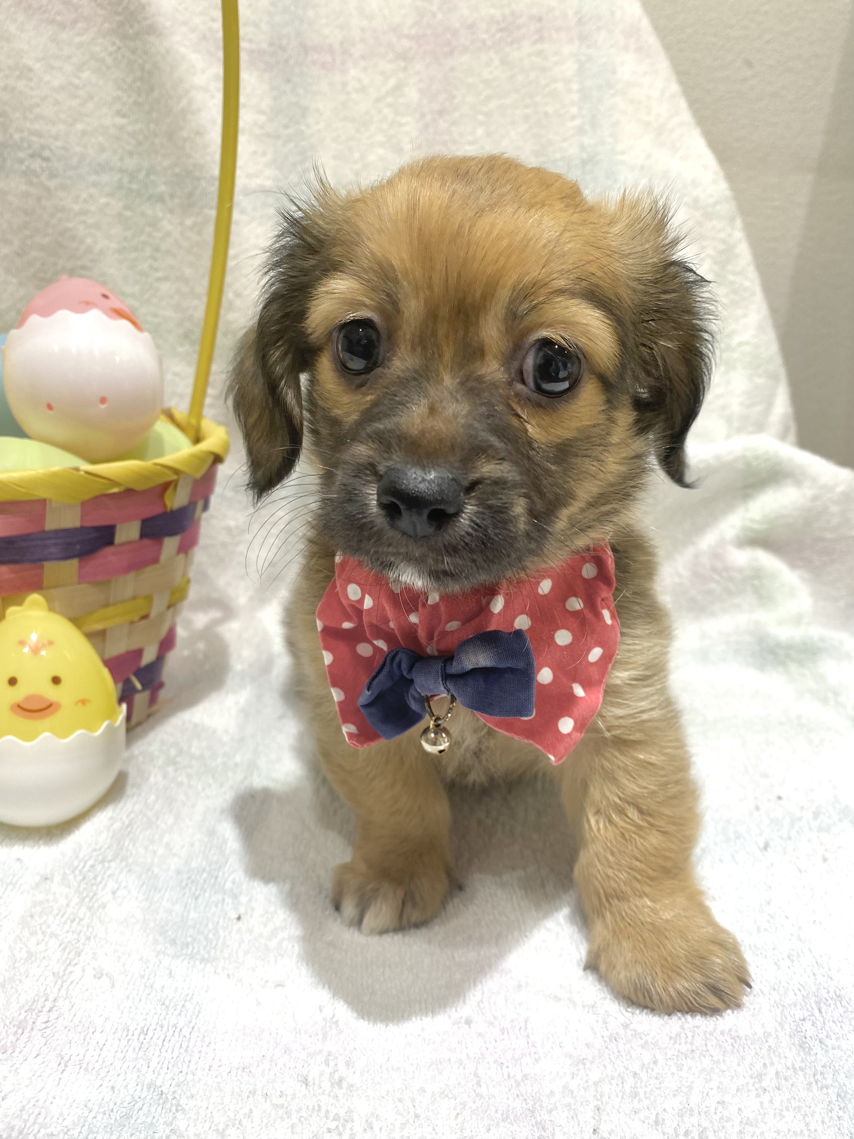 埼玉県のチワックス(チワワ×ダックス) (センチュリーペット武蔵狭山店/2026年1月13日生まれ/男の子/その他色)の子犬の2枚目の画像