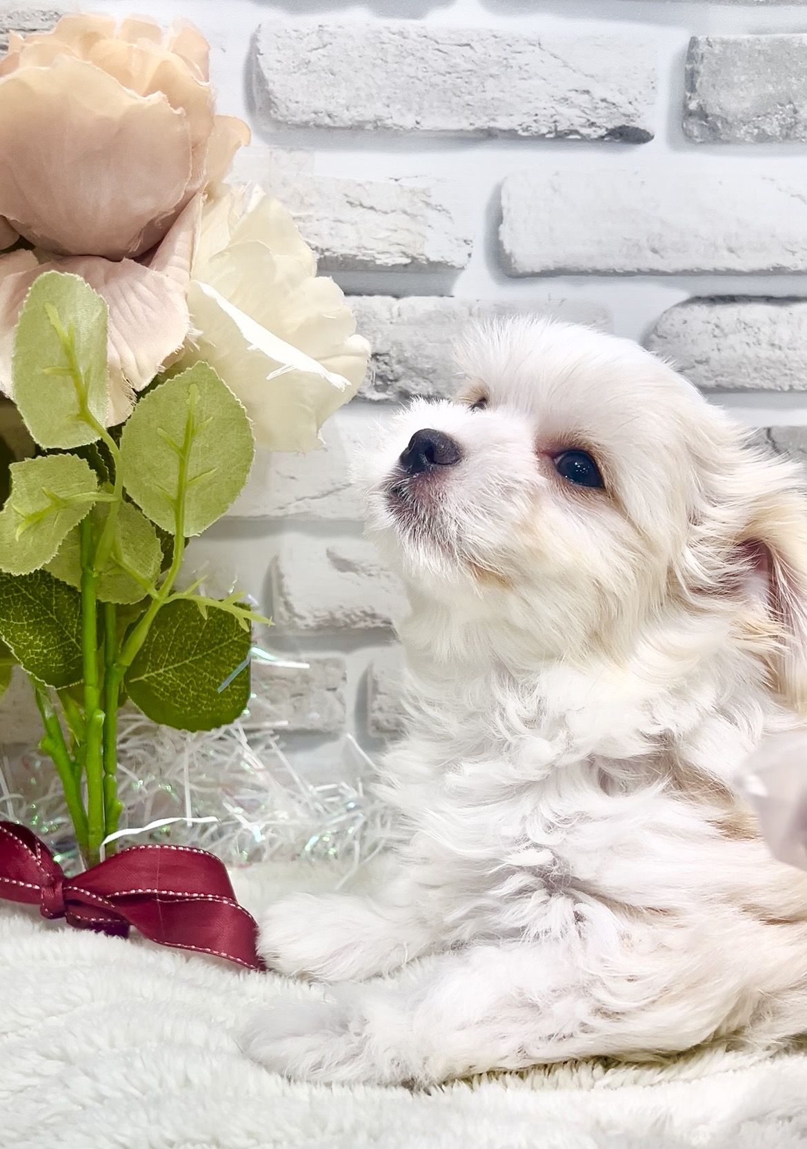 東京都のチワマル/マルチワ(チワワ×マルチーズ) (センチュリーペット瑞江店/2026年1月12日生まれ/男の子/その他色)の子犬の2枚目の画像