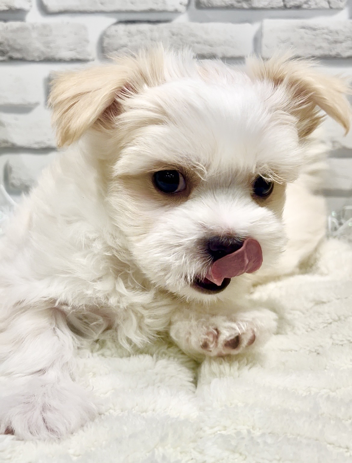 東京都のチワマル/マルチワ(チワワ×マルチーズ) (センチュリーペット瑞江店/2026年1月12日生まれ/男の子/その他色)の子犬の3枚目の画像