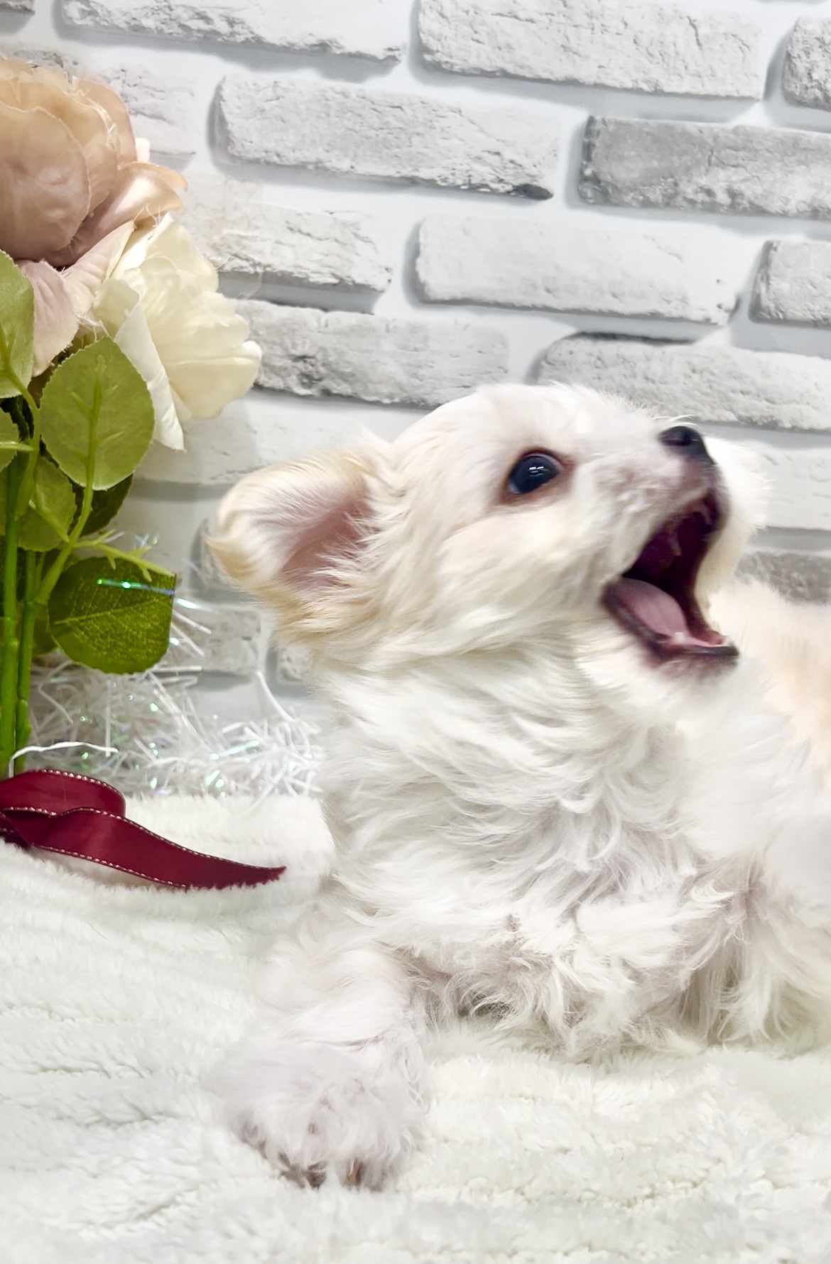 東京都のチワマル/マルチワ(チワワ×マルチーズ) (センチュリーペット瑞江店/2026年1月12日生まれ/男の子/その他色)の子犬の4枚目の画像