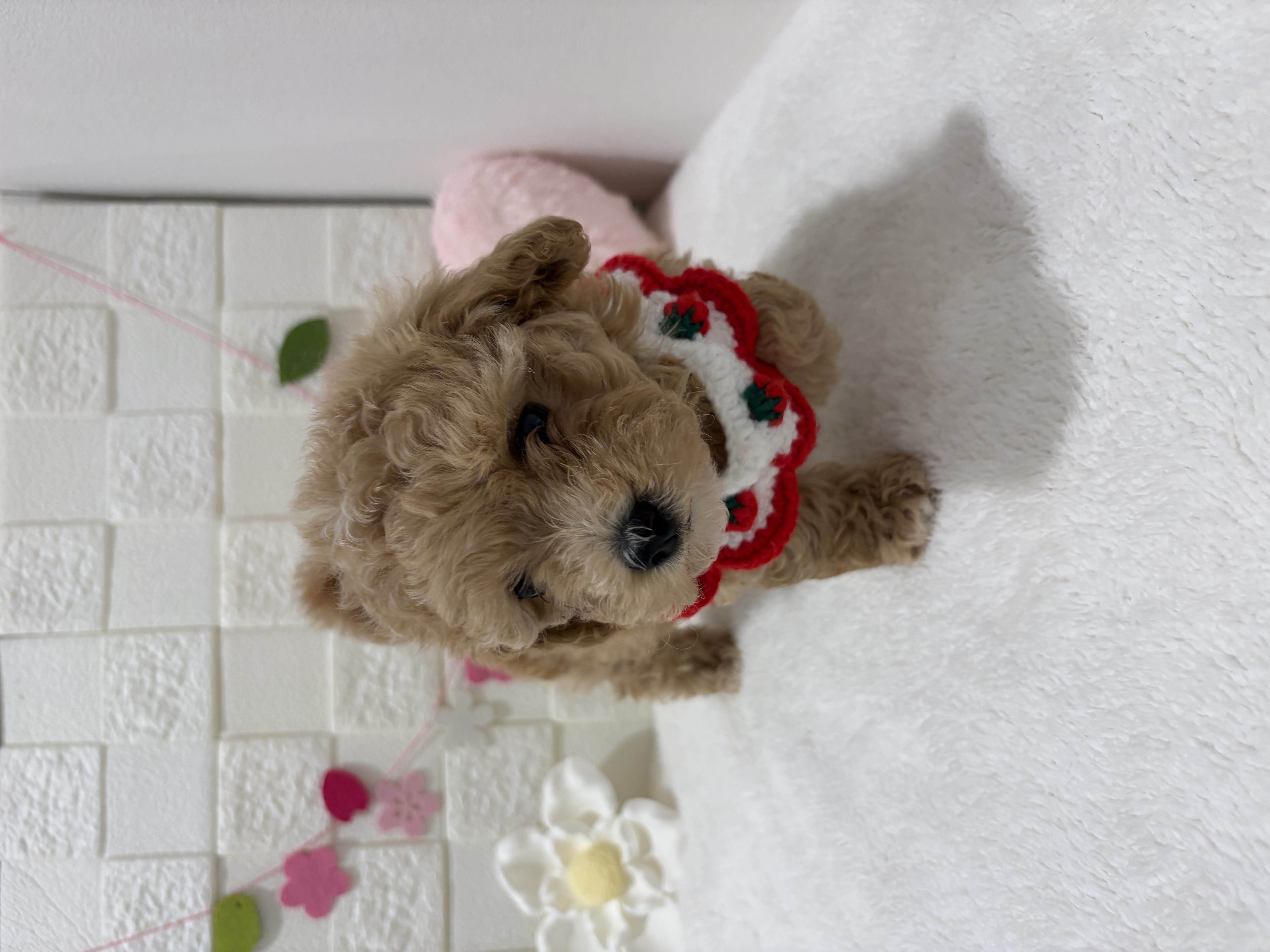 千葉県のマルプー(マルチーズ×プードル) (センチュリーペット津田沼店/2026年1月14日生まれ/女の子/その他色)の子犬の2枚目の画像