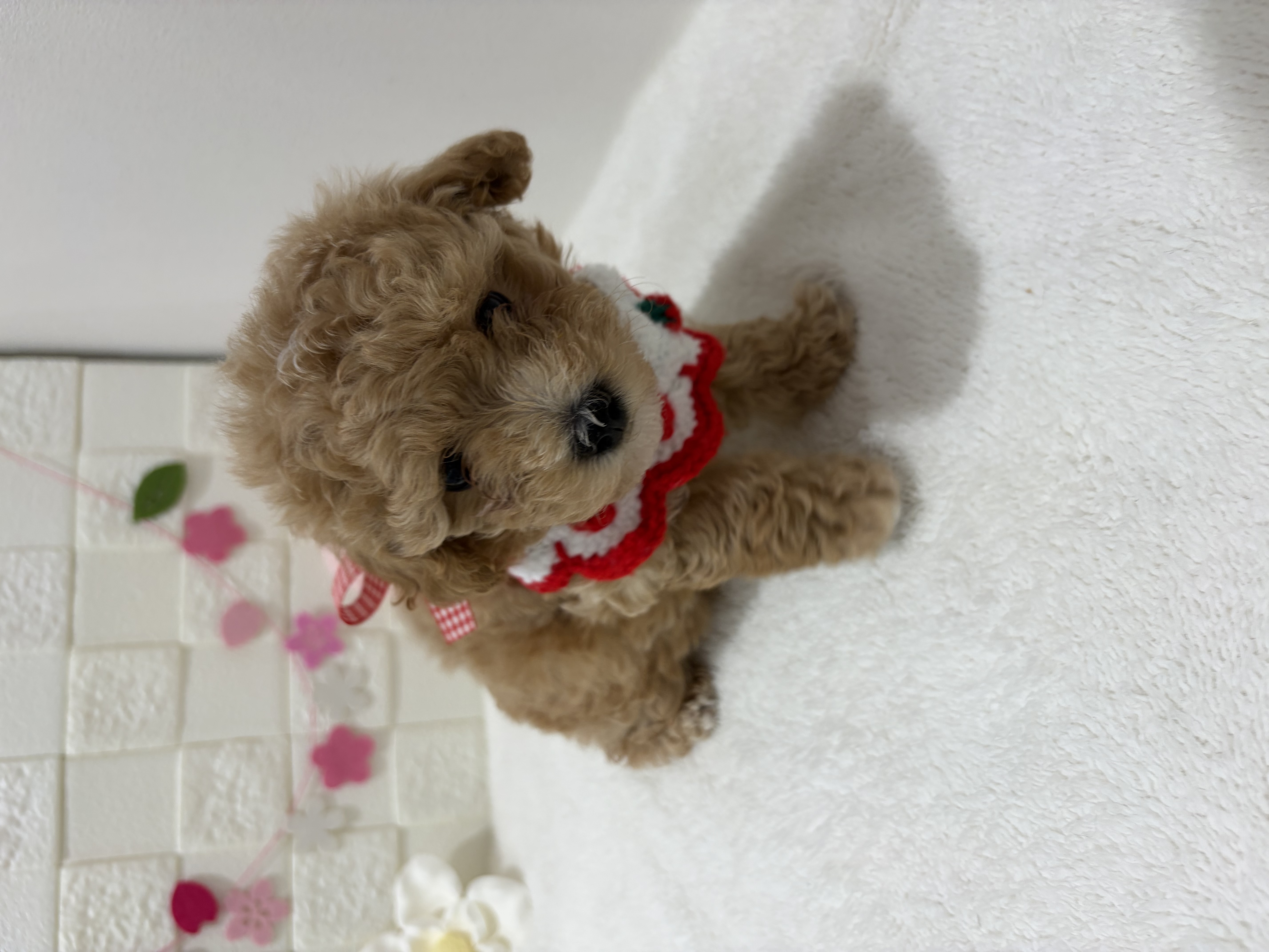 千葉県のマルプー(マルチーズ×プードル) (センチュリーペット津田沼店/2026年1月14日生まれ/女の子/その他色)の子犬の3枚目の画像