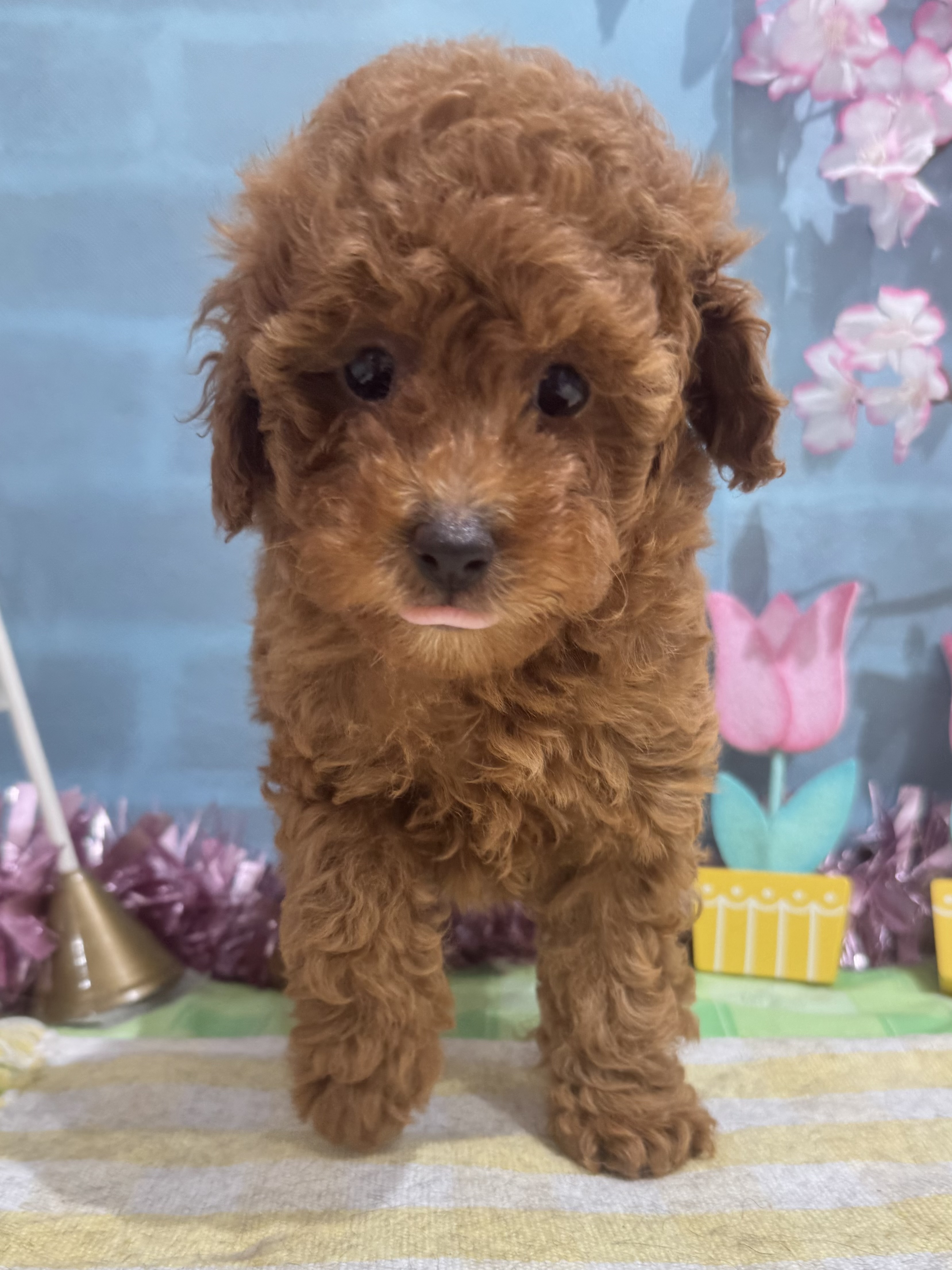 千葉県のトイプードル(トイ) (センチュリーペット新浦安店/2026年1月13日生まれ/女の子/レッド)の子犬の2枚目の画像