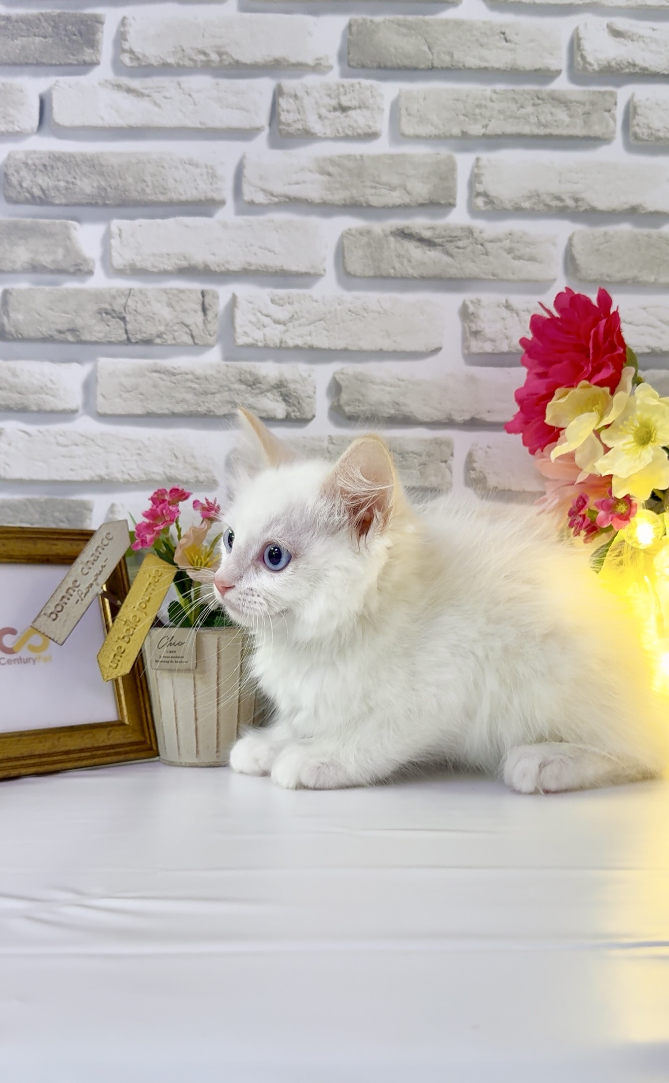 東京都のラグドール (センチュリーペットイオン葛西店/2026年1月27日生まれ/男の子/クリームポイント)の子猫の2枚目の画像