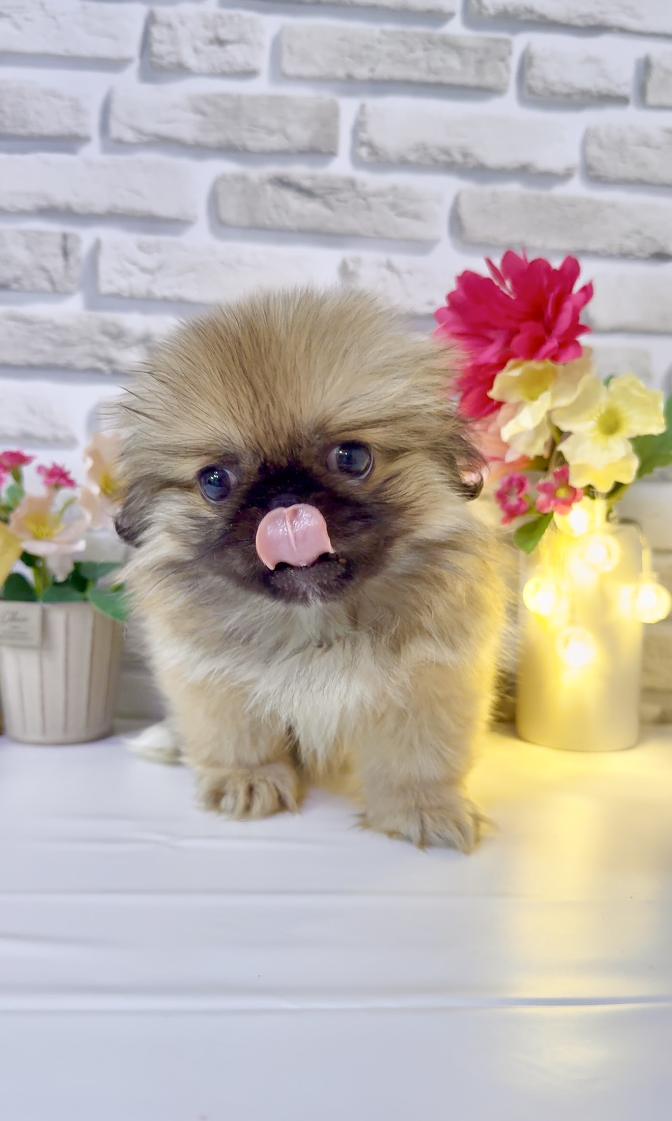 東京都のペキニーズ (センチュリーペットイオン葛西店/2026年1月23日生まれ/女の子/フォーン)の子犬の2枚目の画像