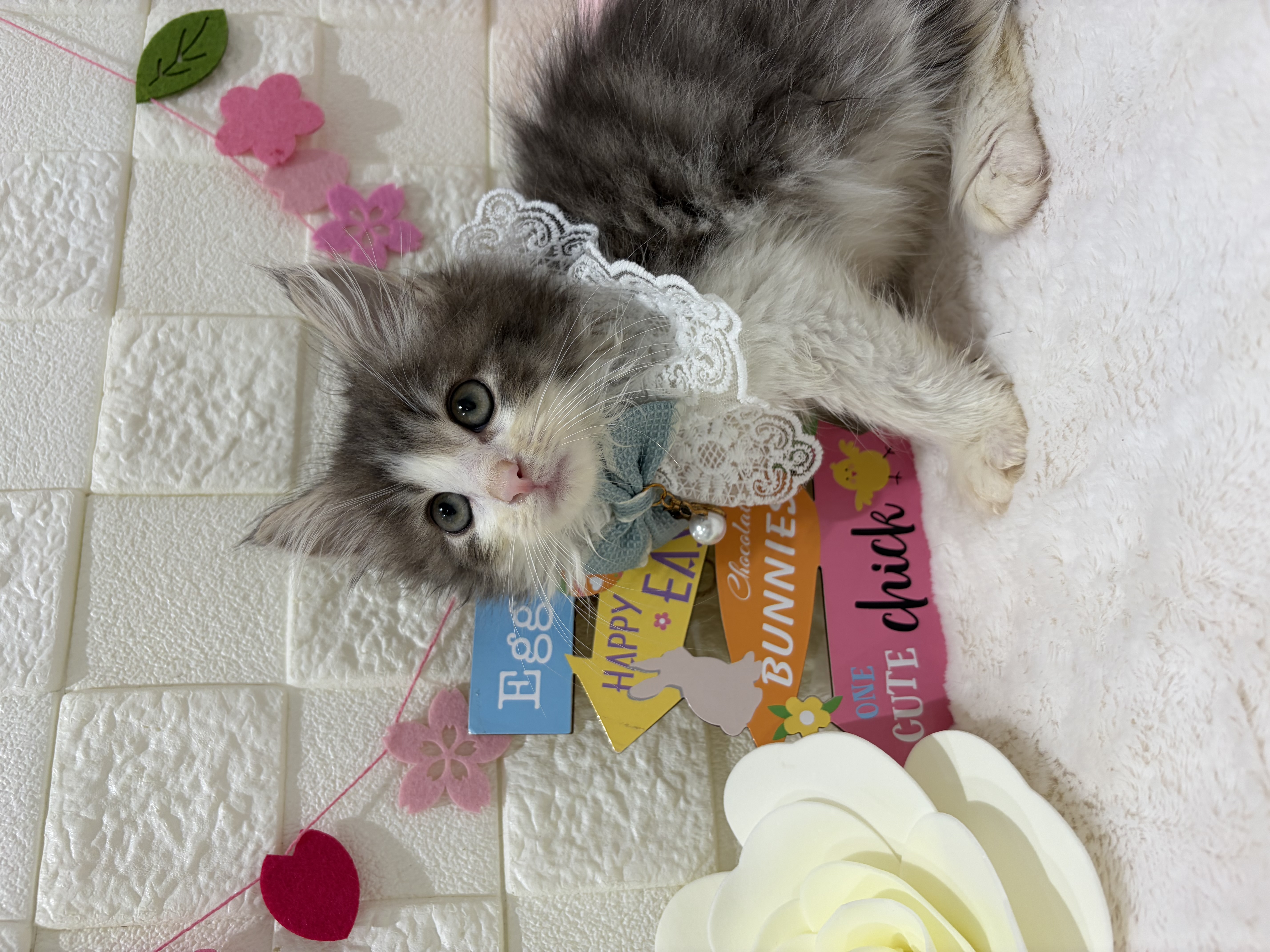 千葉県のノルウェージャンフォレストキャット (センチュリーペット津田沼店/2026年1月21日生まれ/男の子/ブルータビーホワイト)の子猫の2枚目の画像