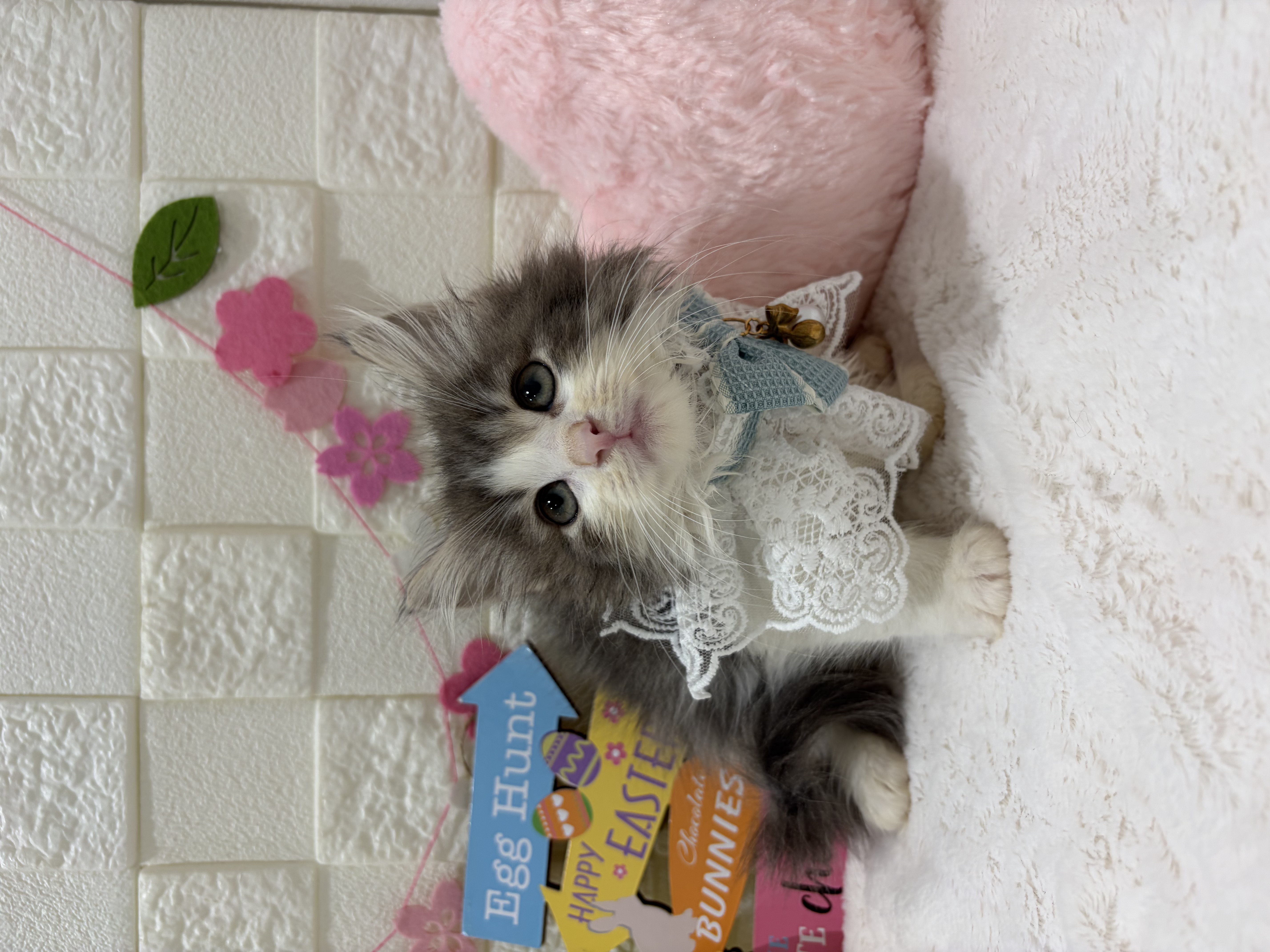 千葉県のノルウェージャンフォレストキャット (センチュリーペット津田沼店/2026年1月21日生まれ/男の子/ブルータビーホワイト)の子猫の3枚目の画像