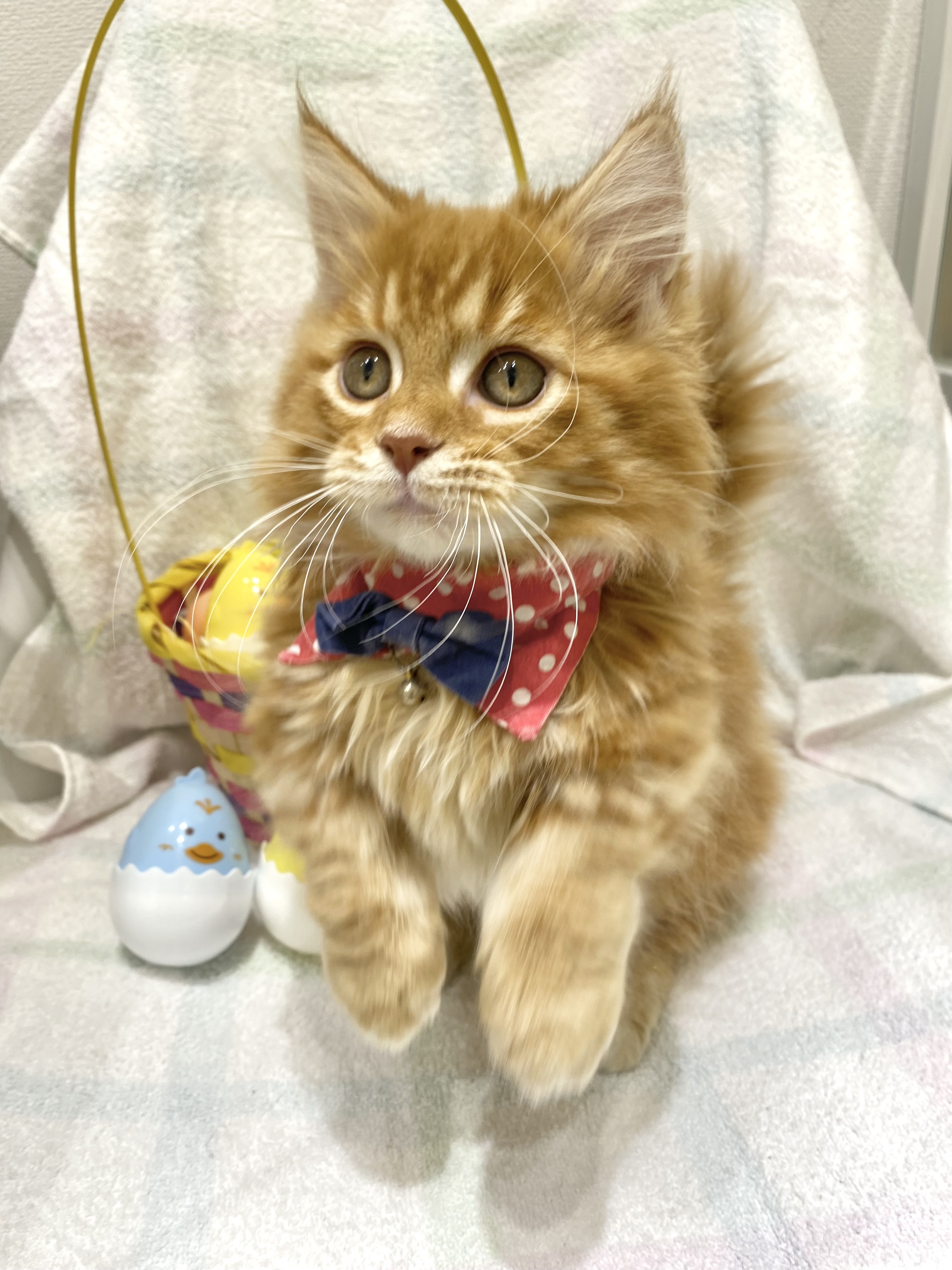 千葉県のマンチカン (センチュリーペット新浦安店/2026年1月31日生まれ/男の子/レッドタビー)の子猫の2枚目の画像