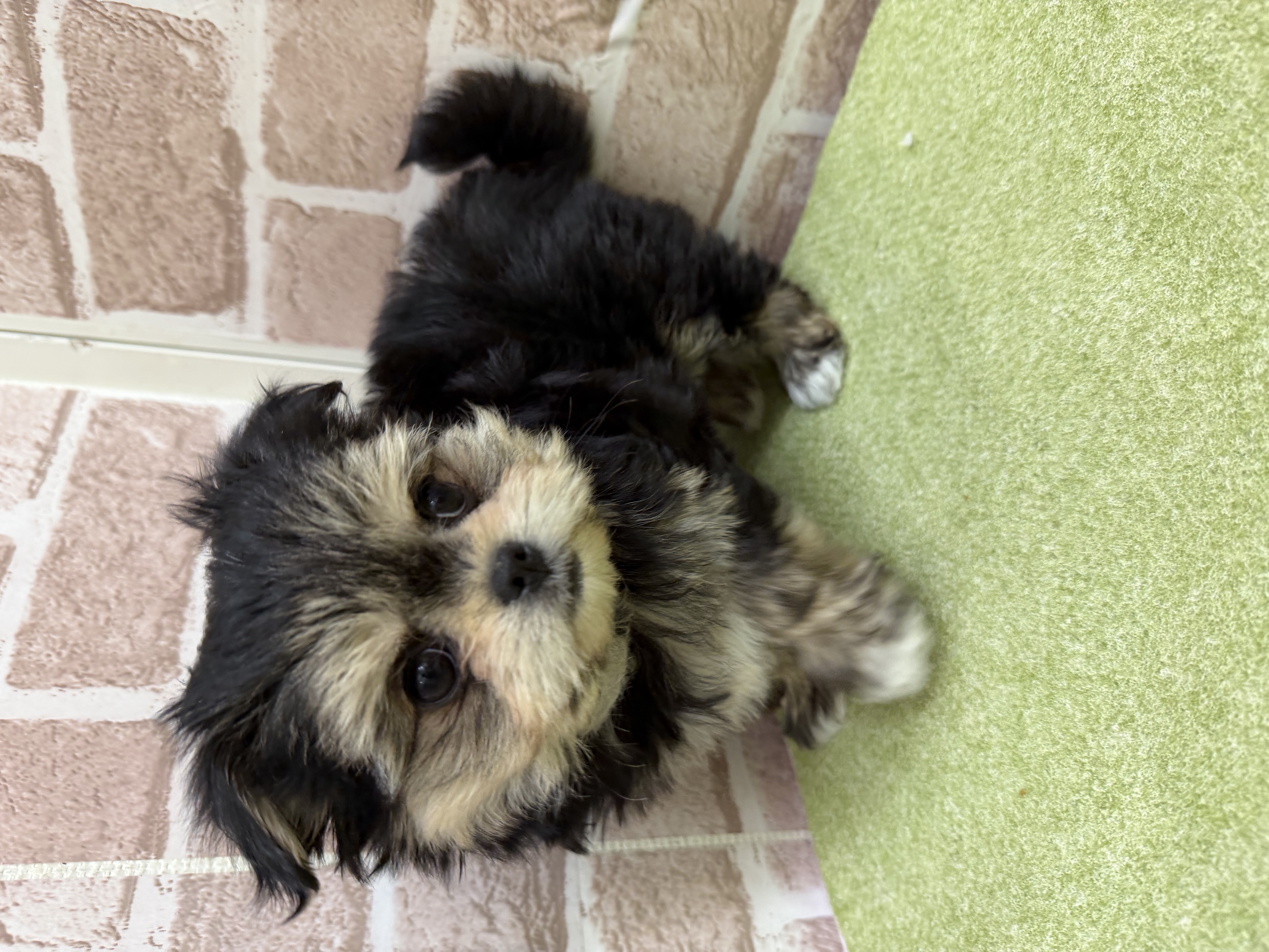 滋賀県のチワマル/マルチワ(チワワ×マルチーズ) (センチュリーペットフォレオ大津一里山店/2026年1月30日生まれ/女の子/その他色)の子犬の2枚目の画像