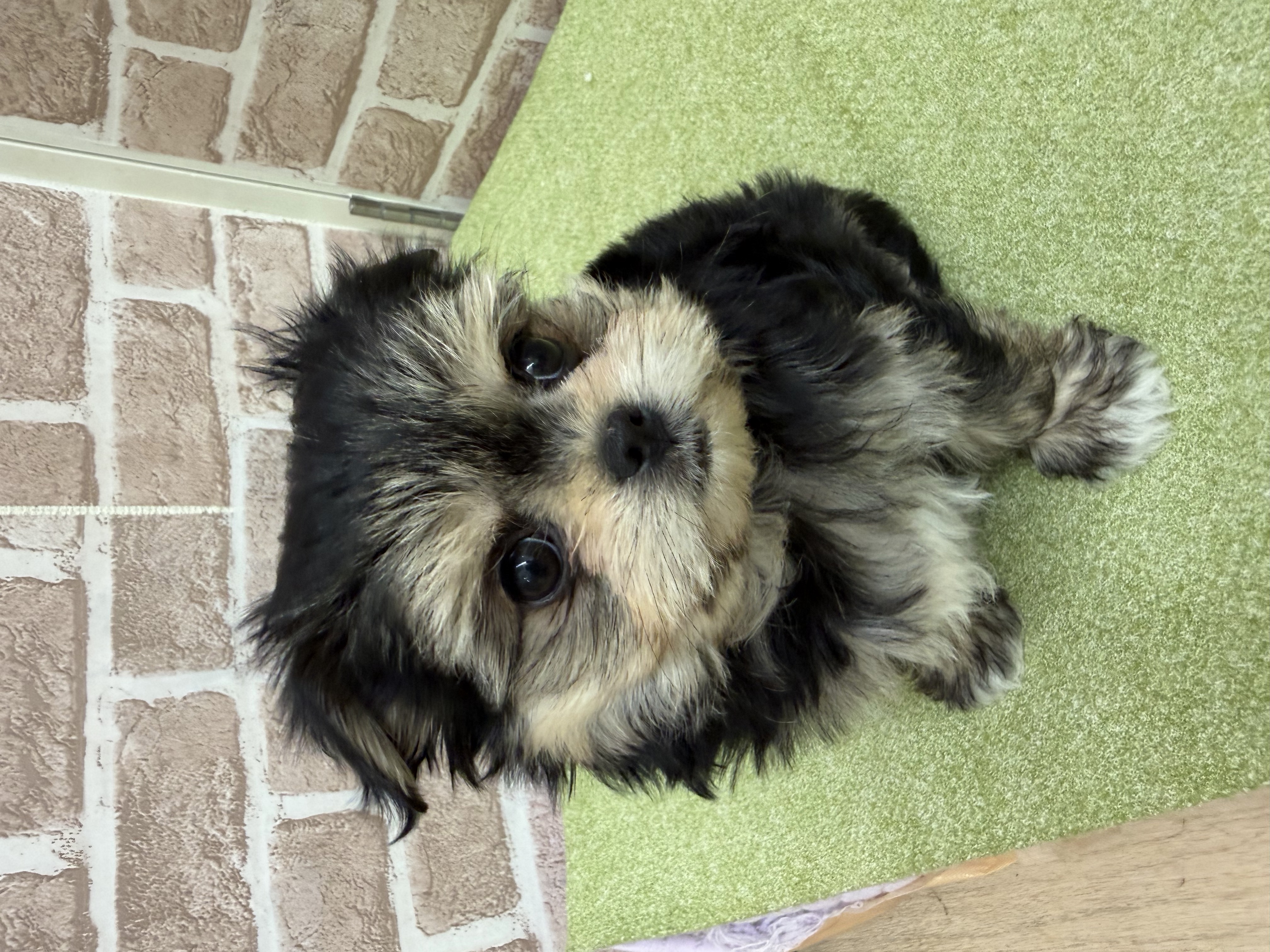 滋賀県のチワマル/マルチワ(チワワ×マルチーズ) (センチュリーペットフォレオ大津一里山店/2026年1月30日生まれ/女の子/その他色)の子犬の3枚目の画像