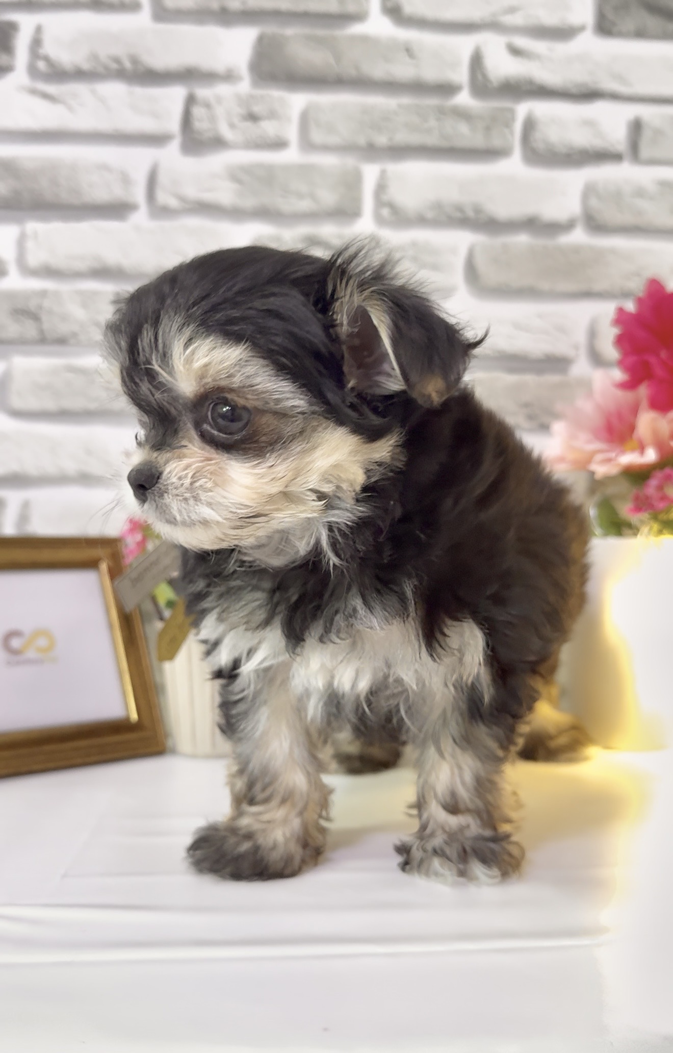 東京都のチワマル/マルチワ(チワワ×マルチーズ) (センチュリーペットイオン葛西店/2026年1月30日生まれ/女の子/その他色)の子犬の2枚目の画像