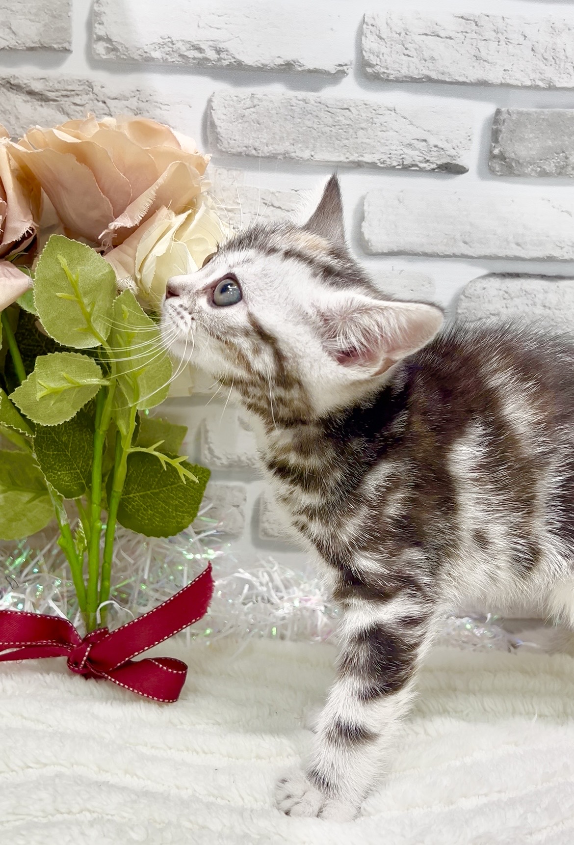 千葉県のアメリカンショートヘアー (センチュリーペット新浦安店/2026年1月31日生まれ/女の子/シルバーパッチドタビー)の子猫の2枚目の画像