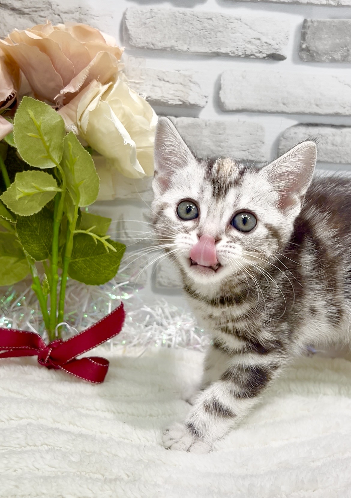 千葉県のアメリカンショートヘアー (センチュリーペット新浦安店/2026年1月31日生まれ/女の子/シルバーパッチドタビー)の子猫の3枚目の画像