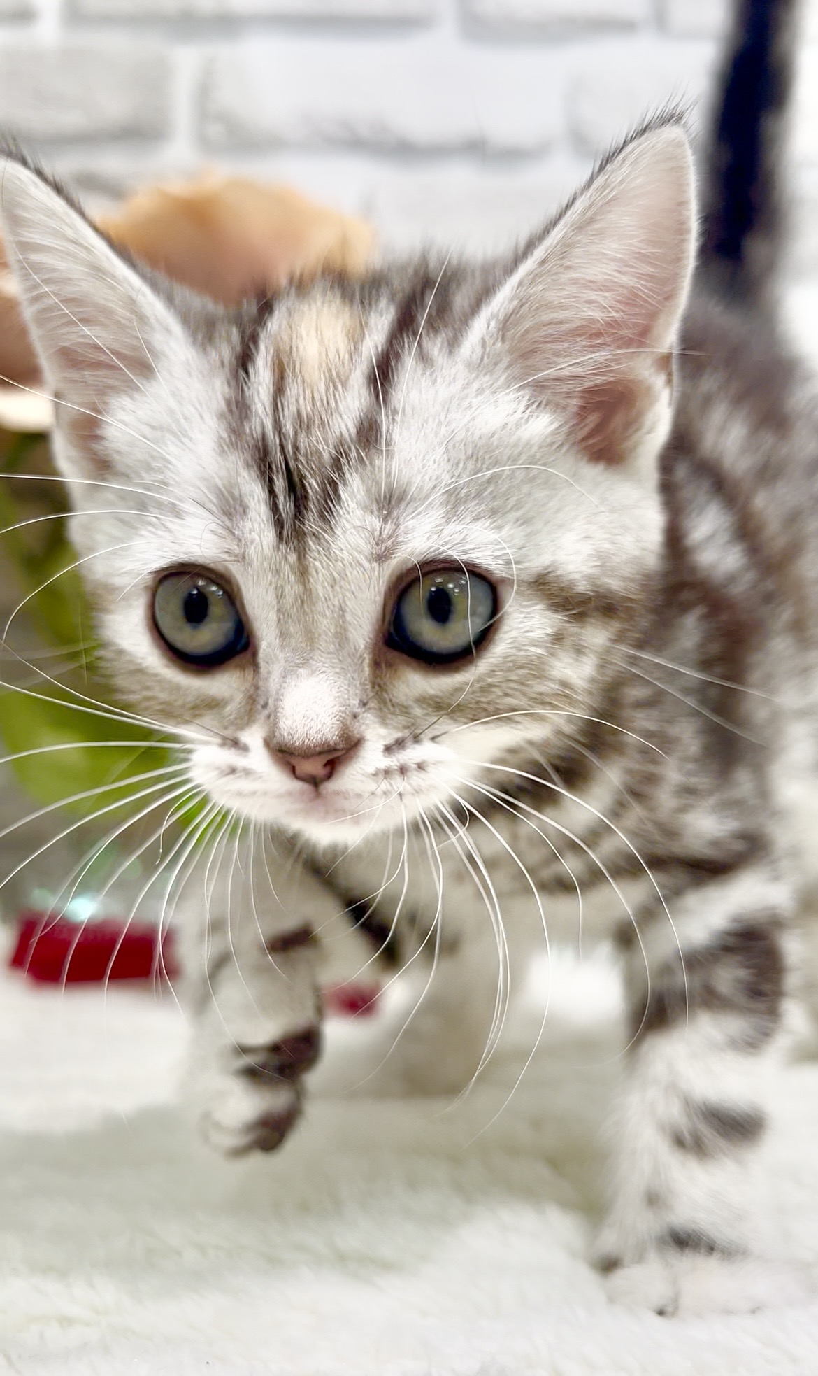 千葉県のアメリカンショートヘアー (センチュリーペット新浦安店/2026年1月31日生まれ/女の子/シルバーパッチドタビー)の子猫の4枚目の画像