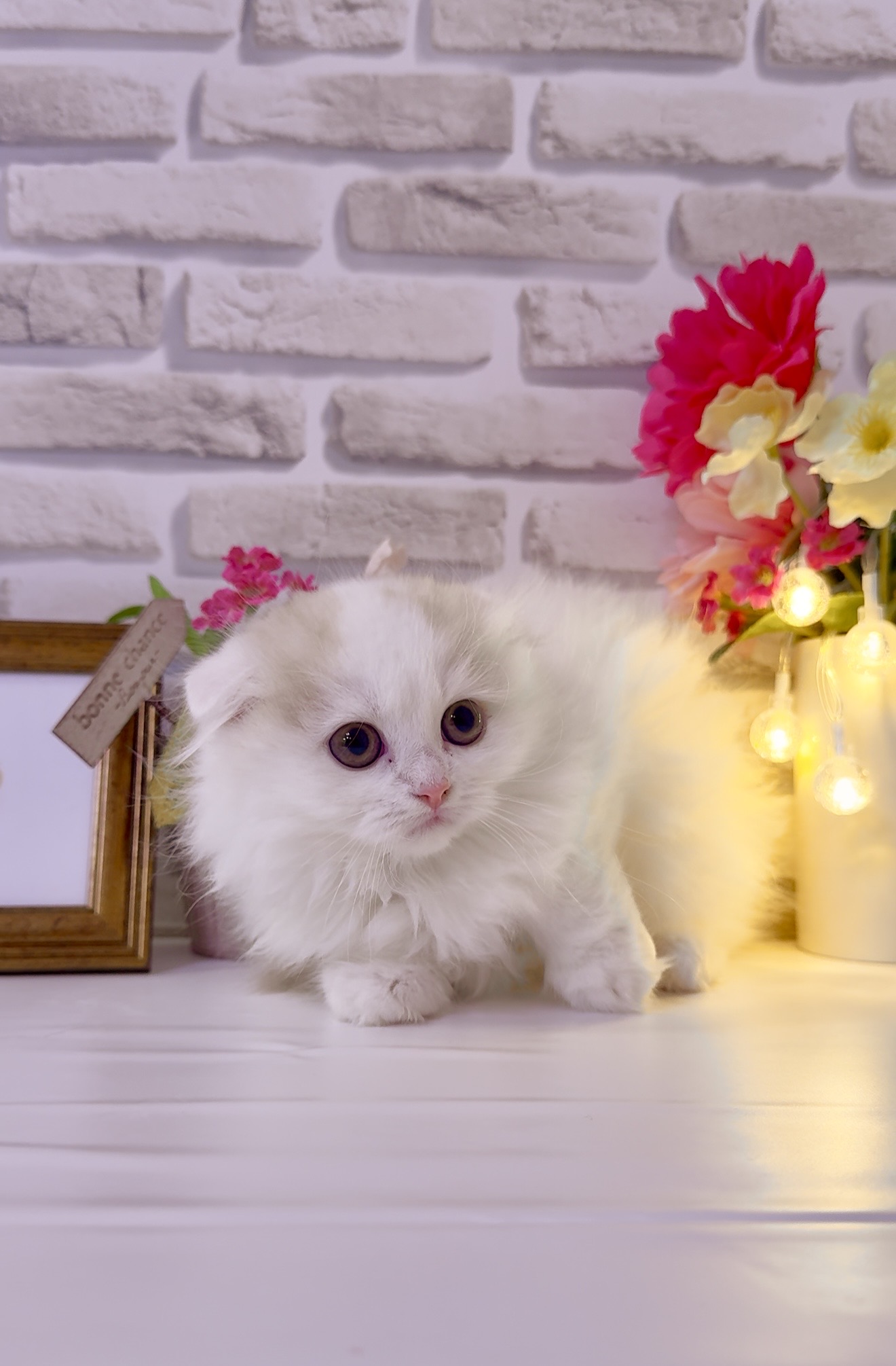 東京都のスコティッシュフォールド (センチュリーペットイオン葛西店/2026年1月31日生まれ/女の子/レッドホワイト)の子猫の2枚目の画像