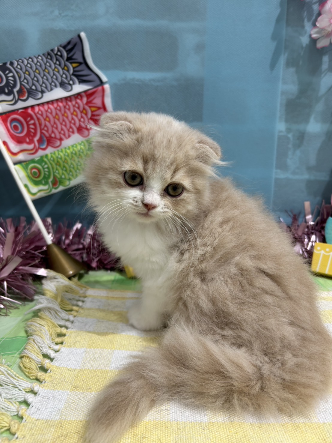 千葉県のスコティッシュフォールド (センチュリーペット新浦安店/2026年1月31日生まれ/女の子/カメオホワイト)の子猫の2枚目の画像