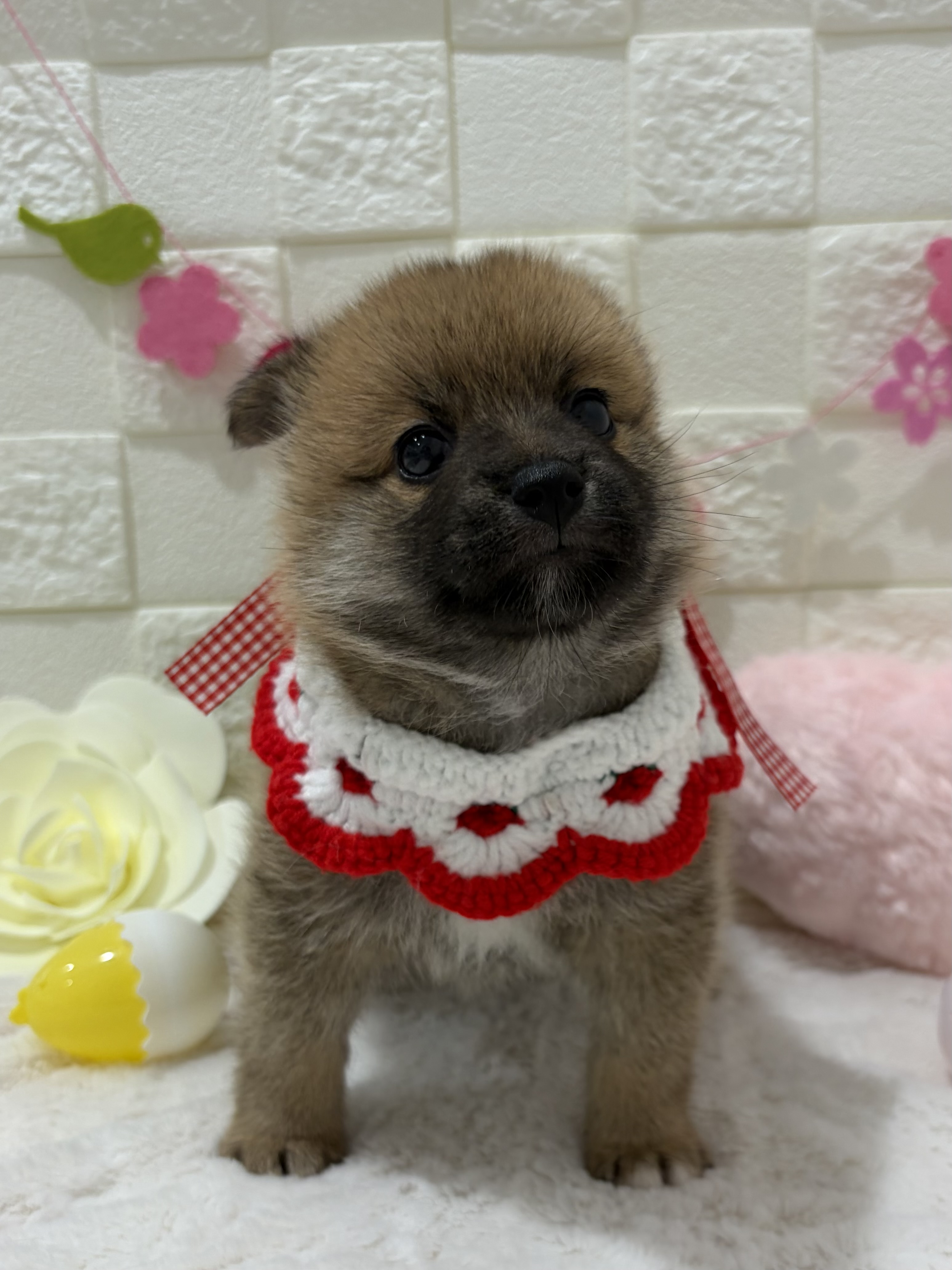 千葉県のポメ柴/豆ポメ/ポメ豆柴(ポメラニアン×柴犬) (センチュリーペット津田沼店/2026年1月31日生まれ/女の子/その他色)の子犬の2枚目の画像