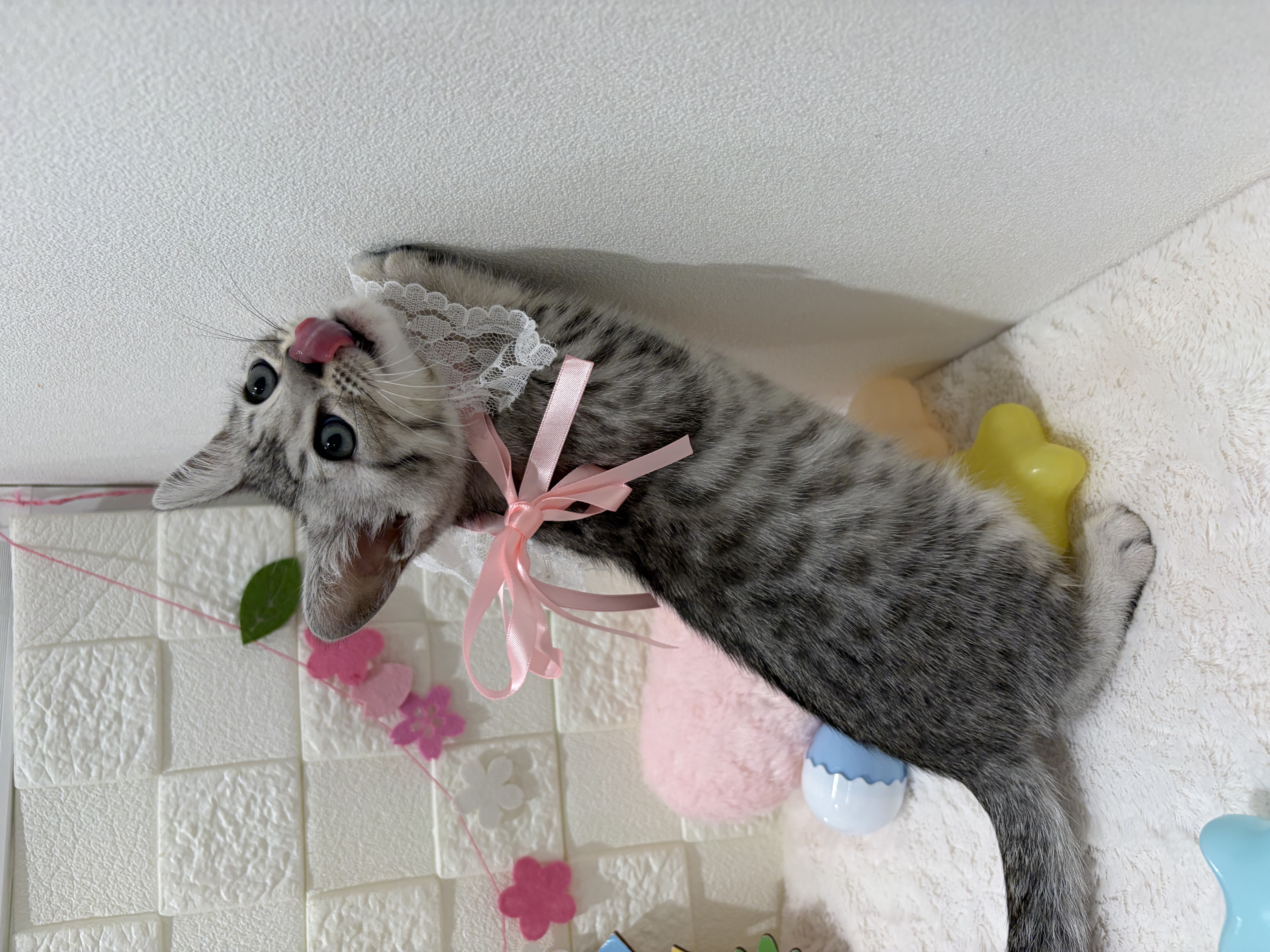 千葉県のマンチカン (センチュリーペット津田沼店/2025年12月30日生まれ/女の子/シルバースポットタビー)の子猫の2枚目の画像