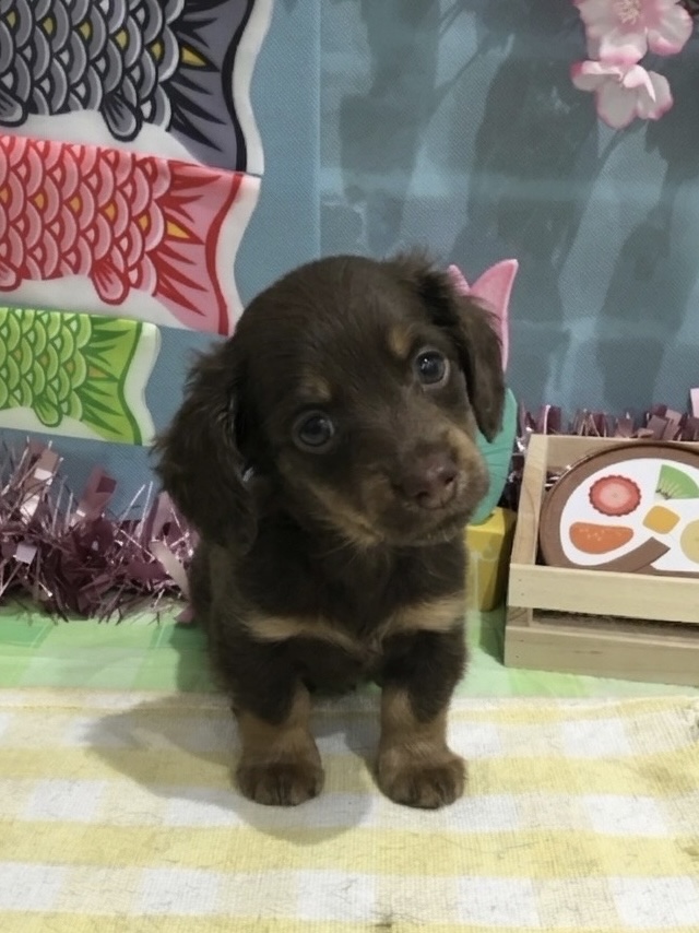 千葉県のカニンヘンダックスフンド(ロング) (センチュリーペット新浦安店/2026年1月30日生まれ/男の子/チョコレートタン)の子犬の2枚目の画像