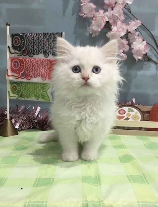 千葉県のサイベリアン (センチュリーペット新浦安店/2026年1月29日生まれ/男の子/カメオタビーホワイト)の子猫の2枚目の画像