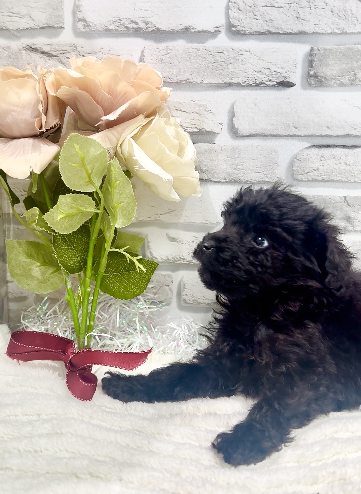 東京都のトイプードル(トイ) (センチュリーペット瑞江店/2026年2月1日生まれ/女の子/ブラック)の子犬の2枚目の画像