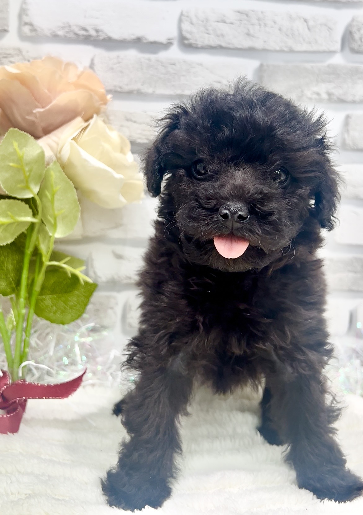 東京都のトイプードル(トイ) (センチュリーペット瑞江店/2026年2月1日生まれ/女の子/ブラック)の子犬の3枚目の画像