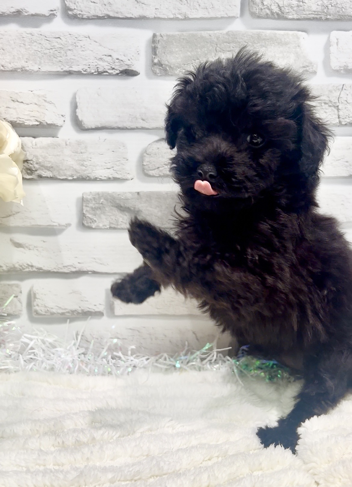 東京都のトイプードル(トイ) (センチュリーペット瑞江店/2026年2月1日生まれ/女の子/ブラック)の子犬の4枚目の画像