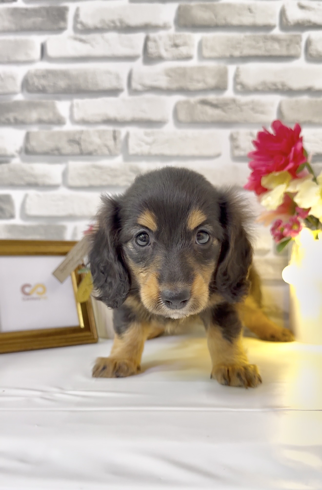 東京都のミニチュアダックスフンド(ロング) (センチュリーペットイオン葛西店/2026年1月25日生まれ/女の子/ブラックタン)の子犬の2枚目の画像