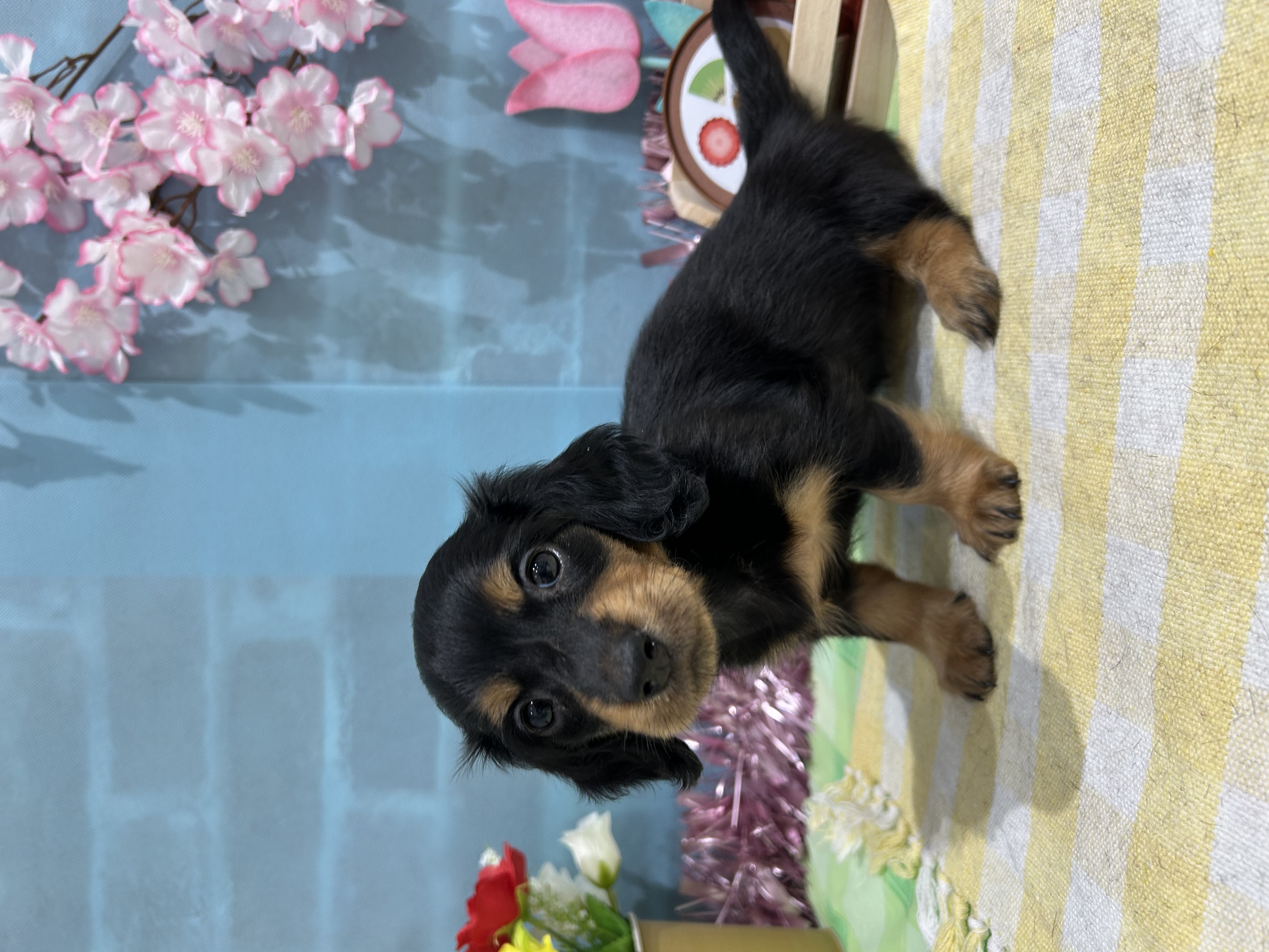 千葉県のミニチュアダックスフンド(ロング) (センチュリーペット新浦安店/2026年1月25日生まれ/女の子/ブラックタン)の子犬の2枚目の画像