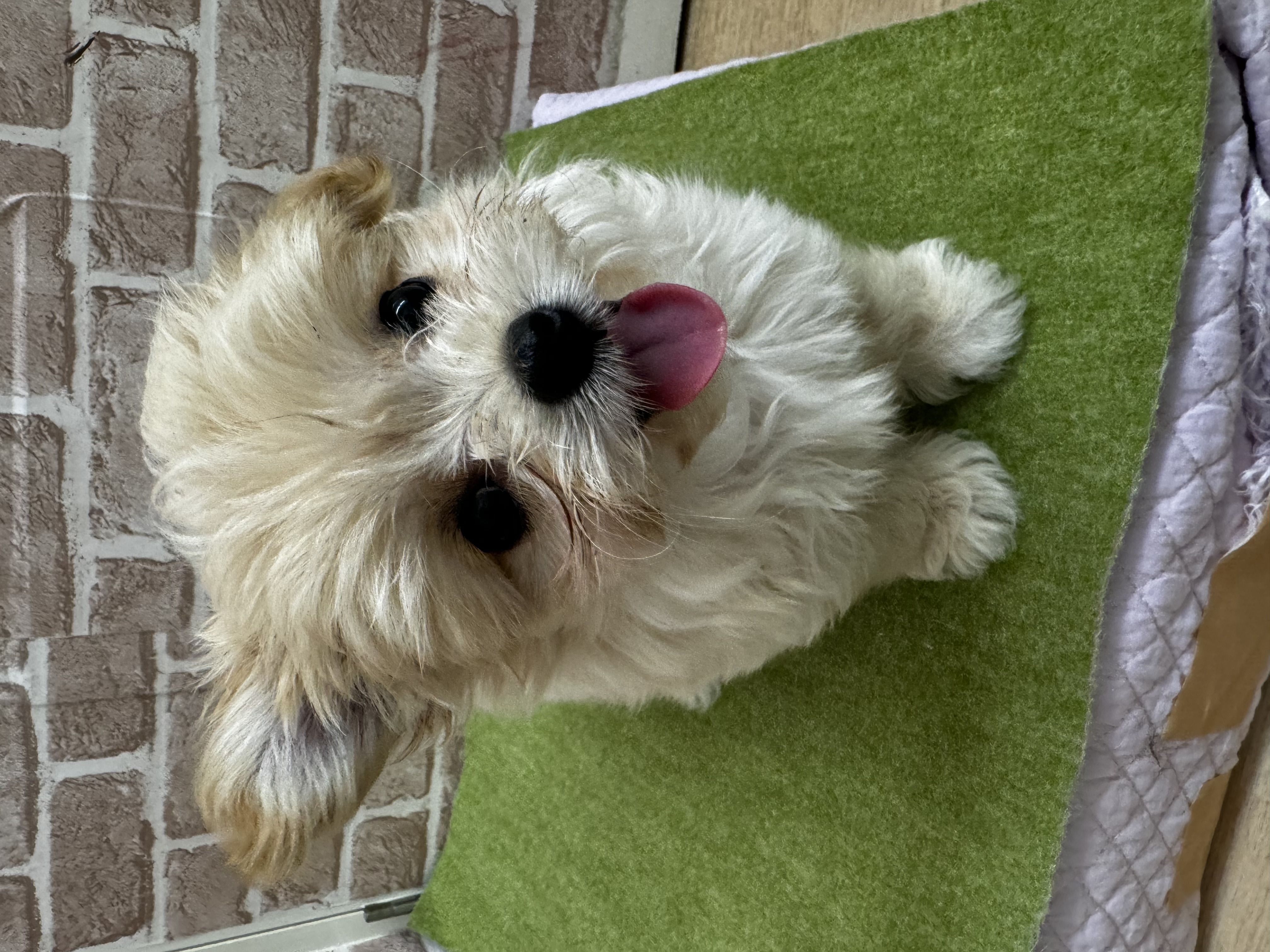 滋賀県のマルプー(マルチーズ×プードル) (センチュリーペットフォレオ大津一里山店/2026年1月15日生まれ/女の子/その他色)の子犬の1枚目の画像