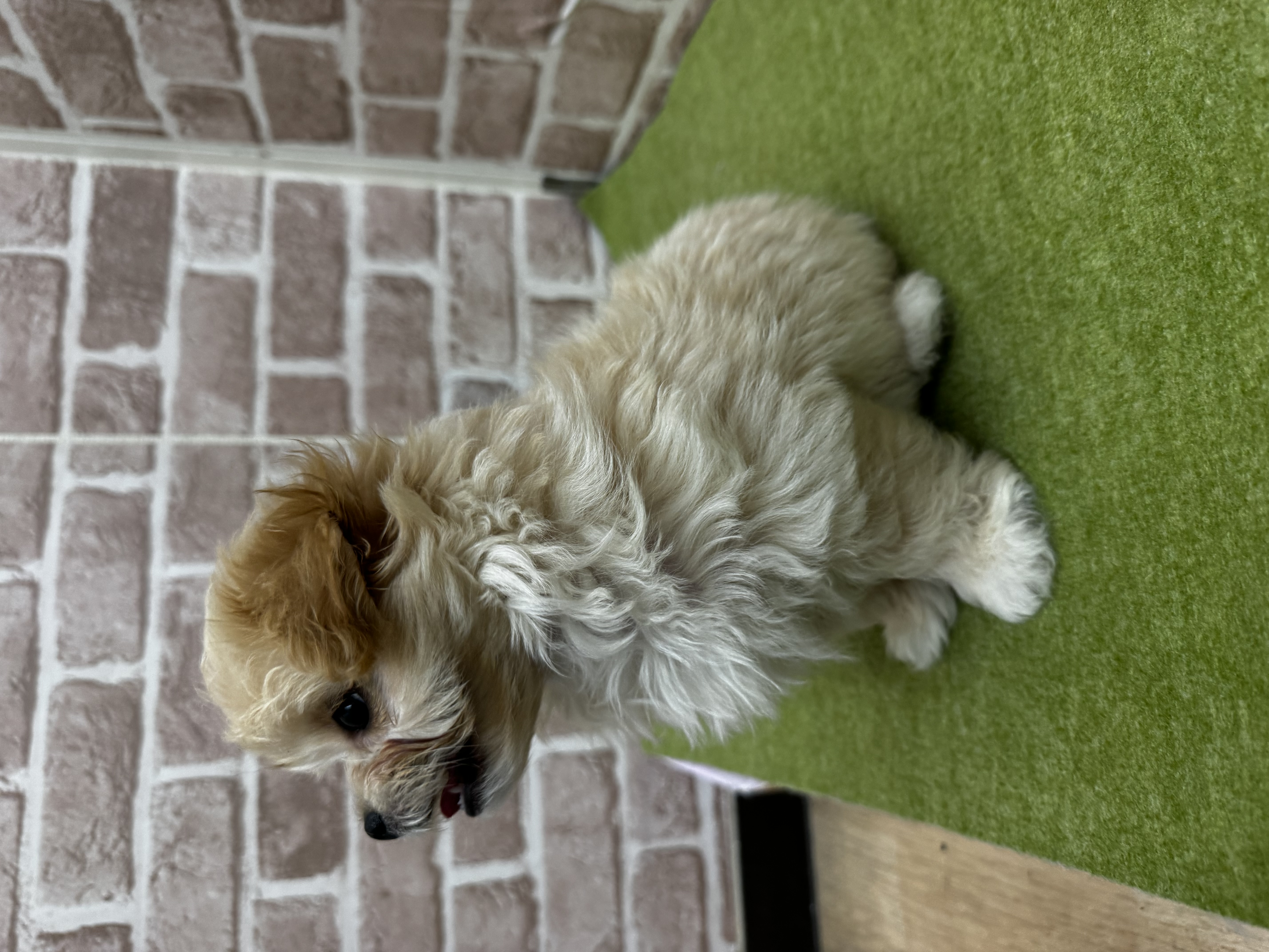 滋賀県のマルプー(マルチーズ×プードル) (センチュリーペットフォレオ大津一里山店/2026年1月15日生まれ/女の子/その他色)の子犬の2枚目の画像