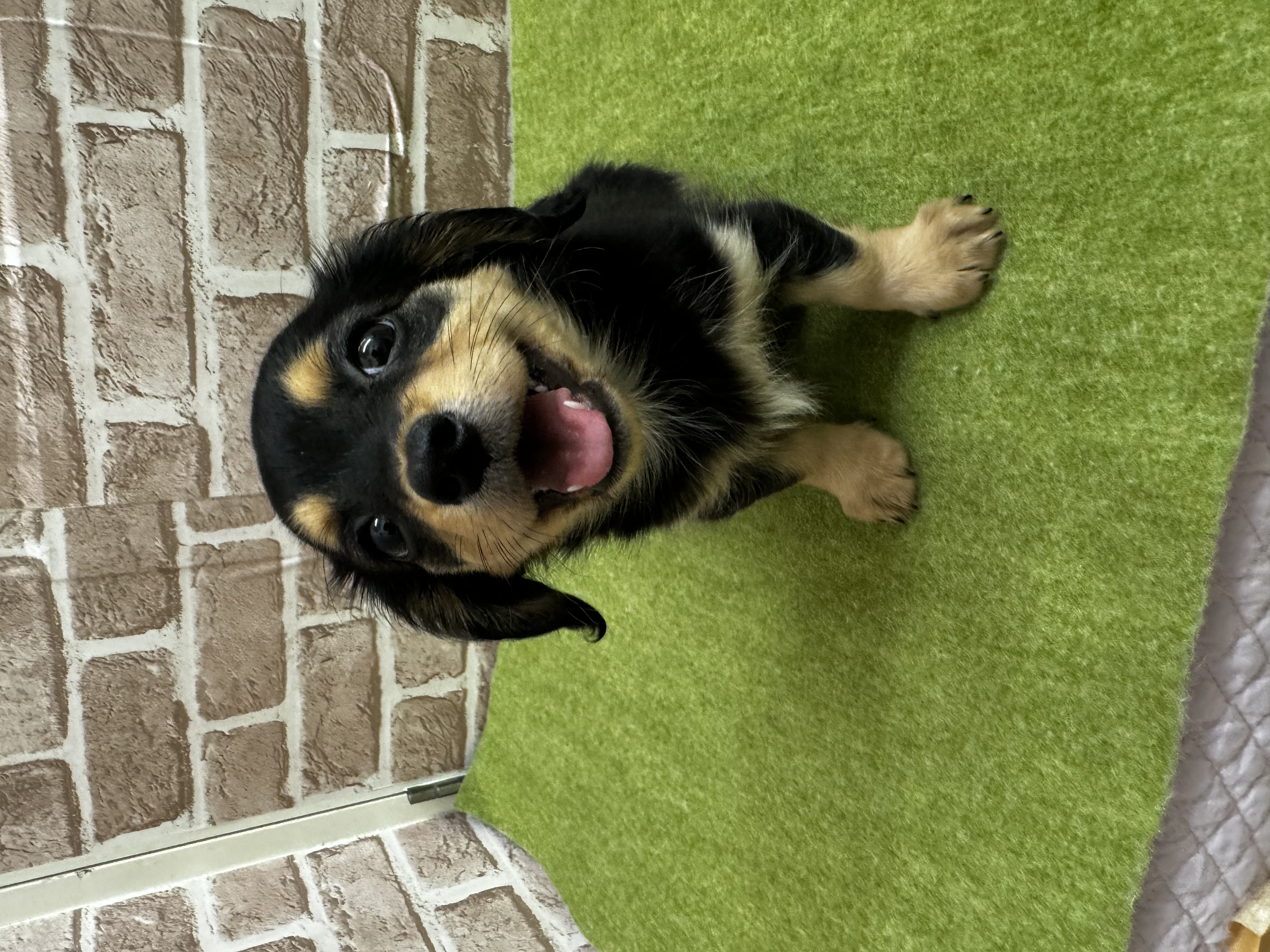 滋賀県のチワックス(チワワ×ダックス) (センチュリーペットフォレオ大津一里山店/2026年1月31日生まれ/女の子/その他色)の子犬の1枚目の画像