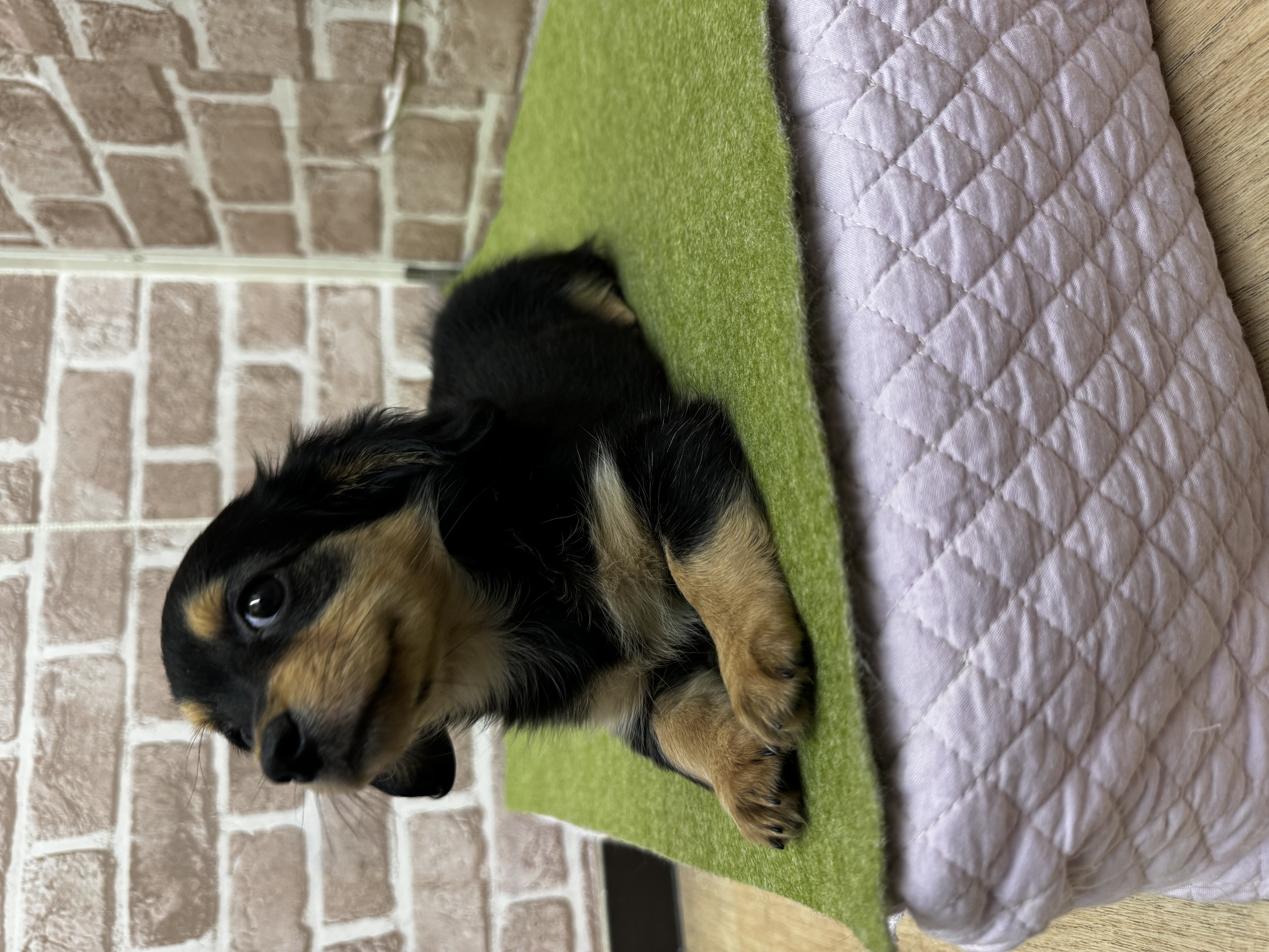 滋賀県のチワックス(チワワ×ダックス) (センチュリーペットフォレオ大津一里山店/2026年1月31日生まれ/女の子/その他色)の子犬の2枚目の画像