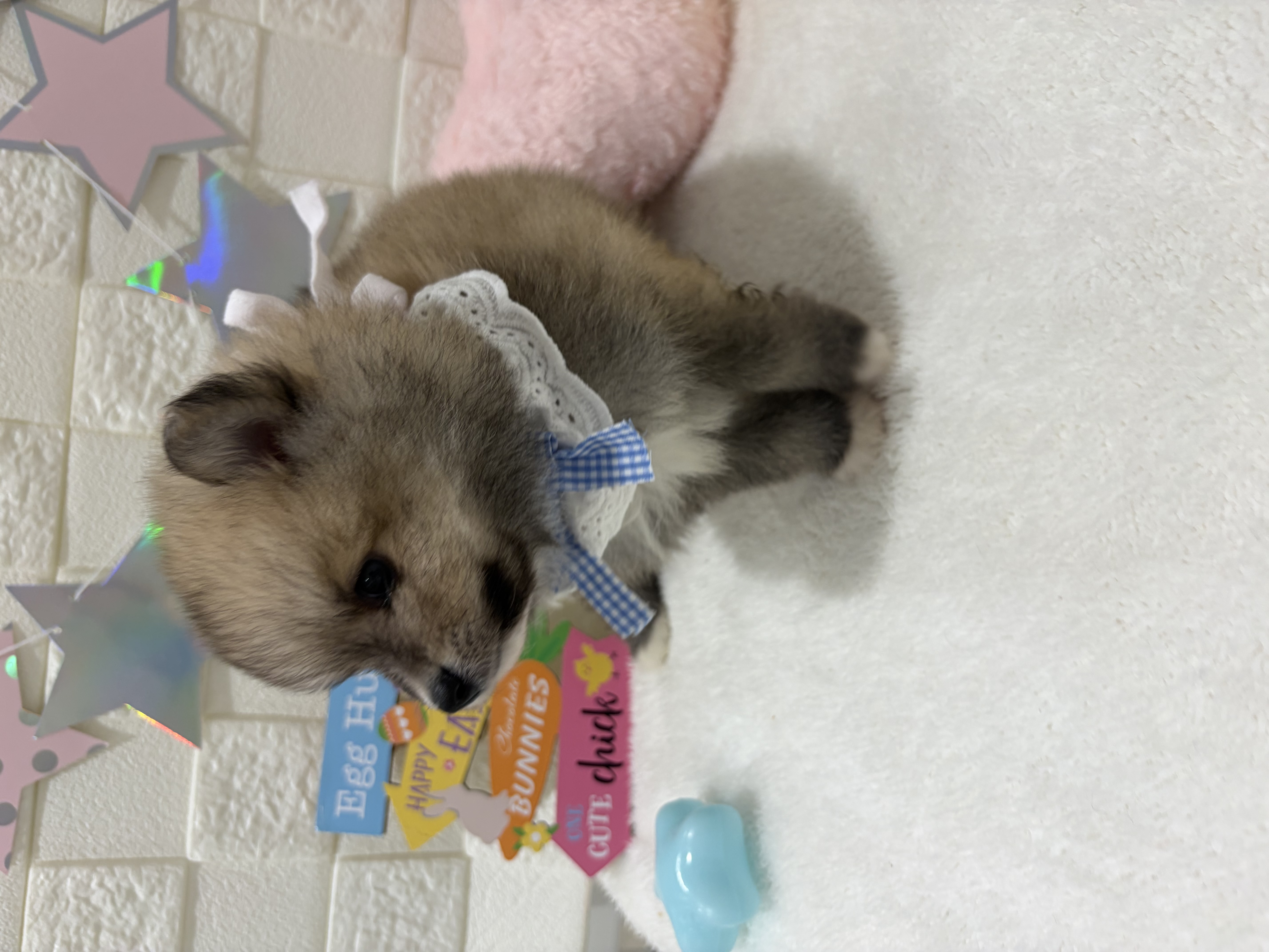 千葉県のポメラニアン (センチュリーペット津田沼店/2026年2月5日生まれ/男の子/ウルフセーブル)の子犬の2枚目の画像