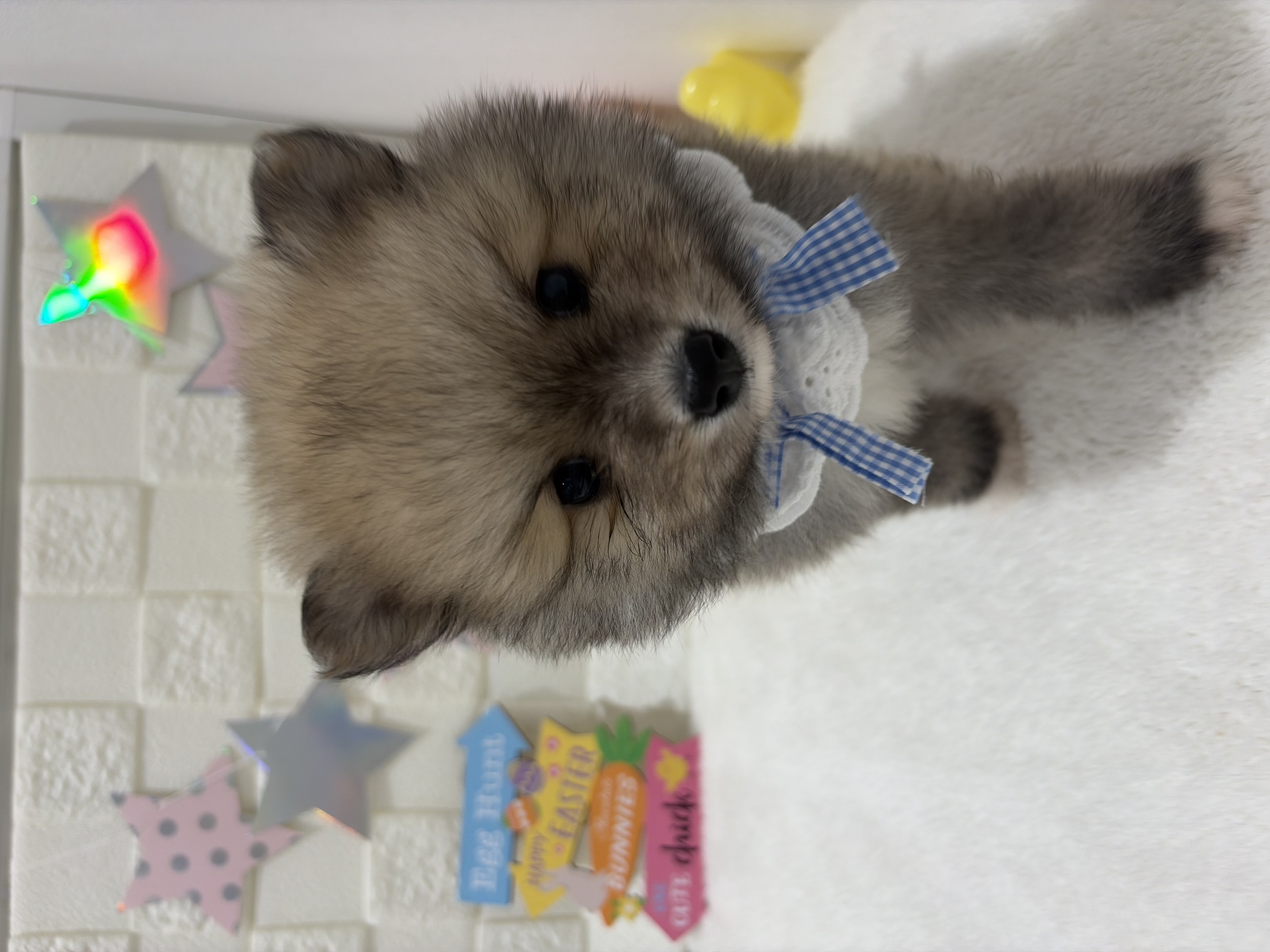 千葉県のポメラニアン (センチュリーペット津田沼店/2026年2月5日生まれ/男の子/ウルフセーブル)の子犬の3枚目の画像