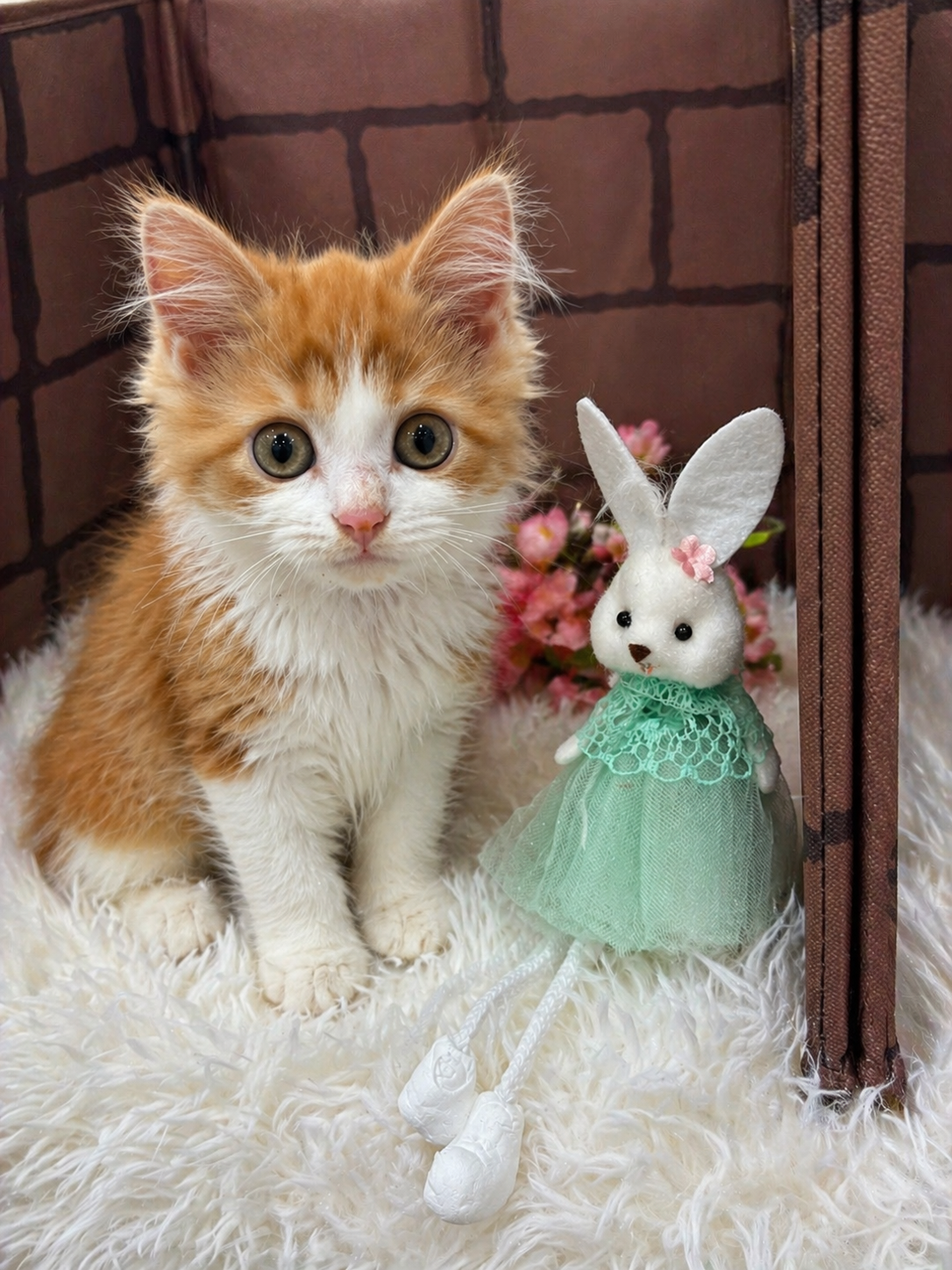 大阪府のミヌエット (センチュリーペットそよら古川橋駅前店/2026年2月8日生まれ/女の子/レッドホワイト)の子猫