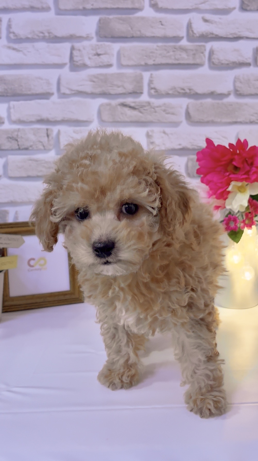 東京都のトイプードル(トイ) (センチュリーペットイオン葛西店/2026年2月5日生まれ/女の子/レッド)の子犬の2枚目の画像