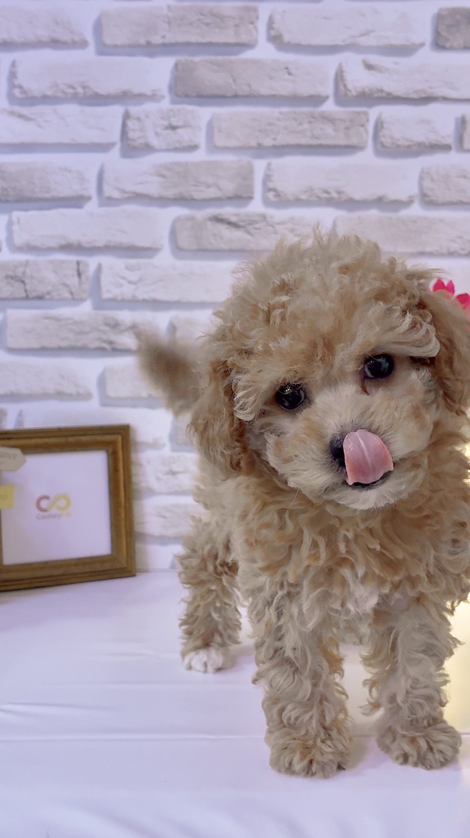 東京都のトイプードル(トイ) (センチュリーペットイオン葛西店/2026年2月5日生まれ/女の子/レッド)の子犬の3枚目の画像