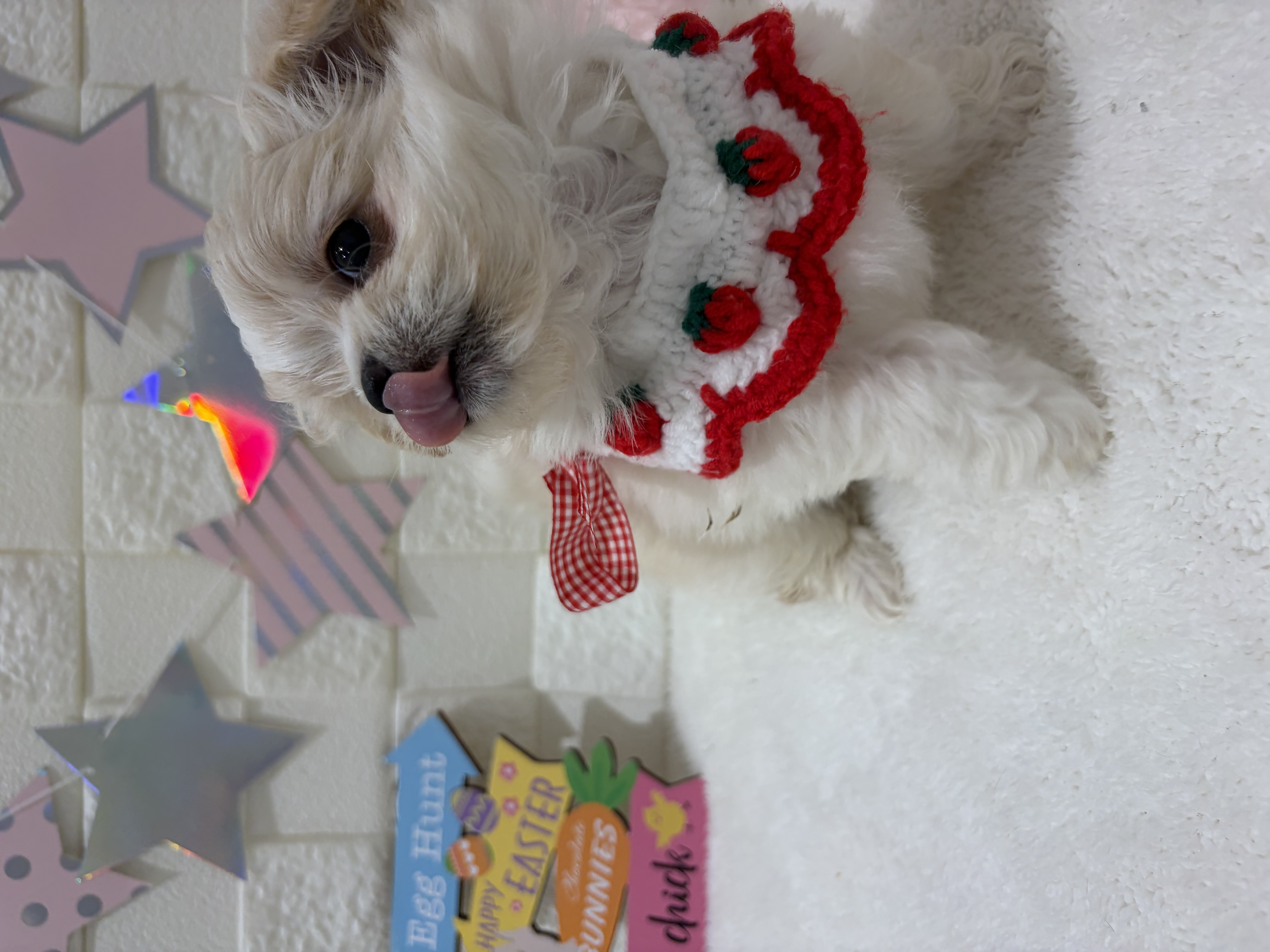 千葉県のチワマル/マルチワ(チワワ×マルチーズ) (センチュリーペット津田沼店/2026年2月7日生まれ/男の子/その他色)の子犬の2枚目の画像