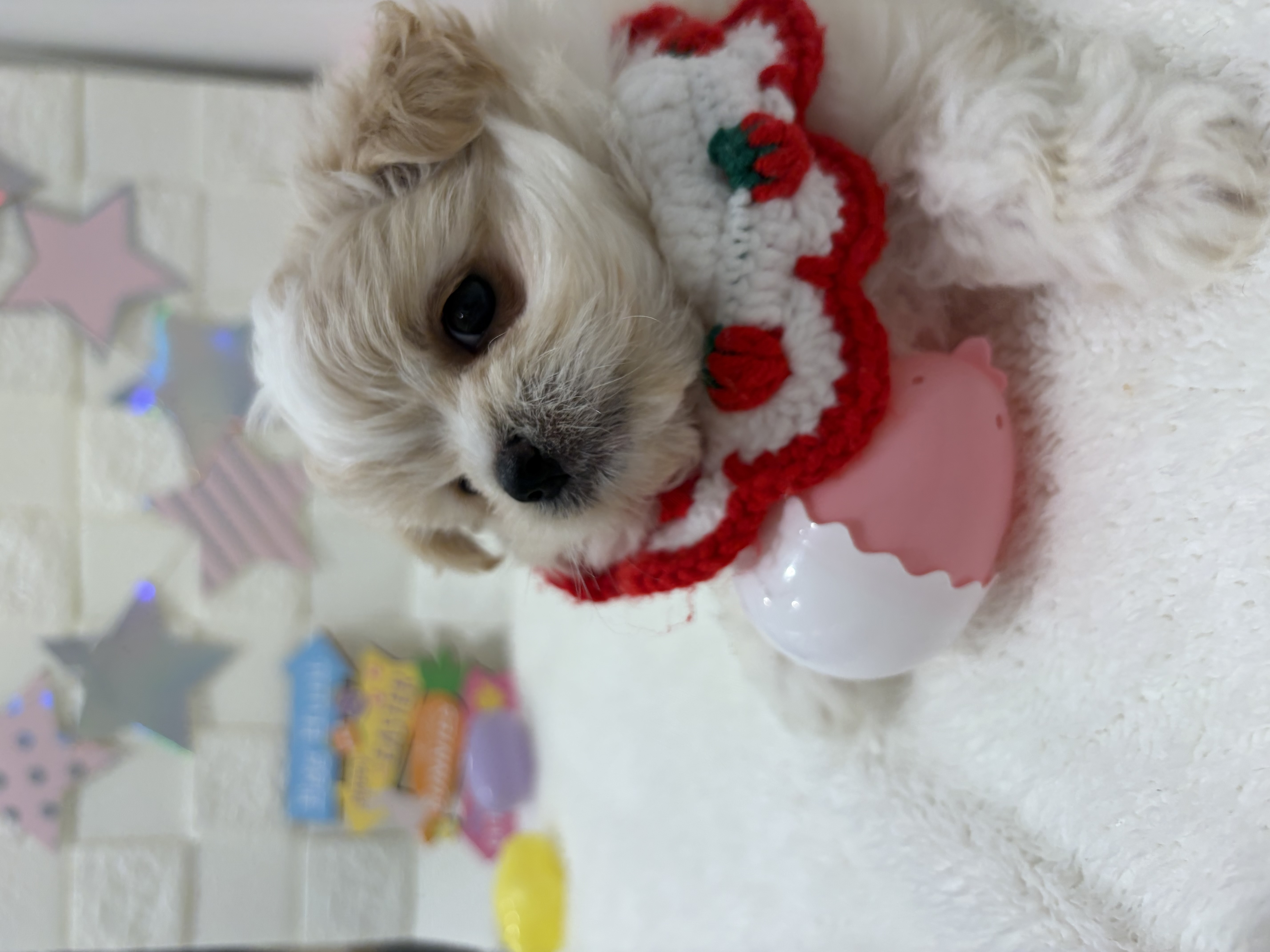 千葉県のチワマル/マルチワ(チワワ×マルチーズ) (センチュリーペット津田沼店/2026年2月7日生まれ/男の子/その他色)の子犬の3枚目の画像