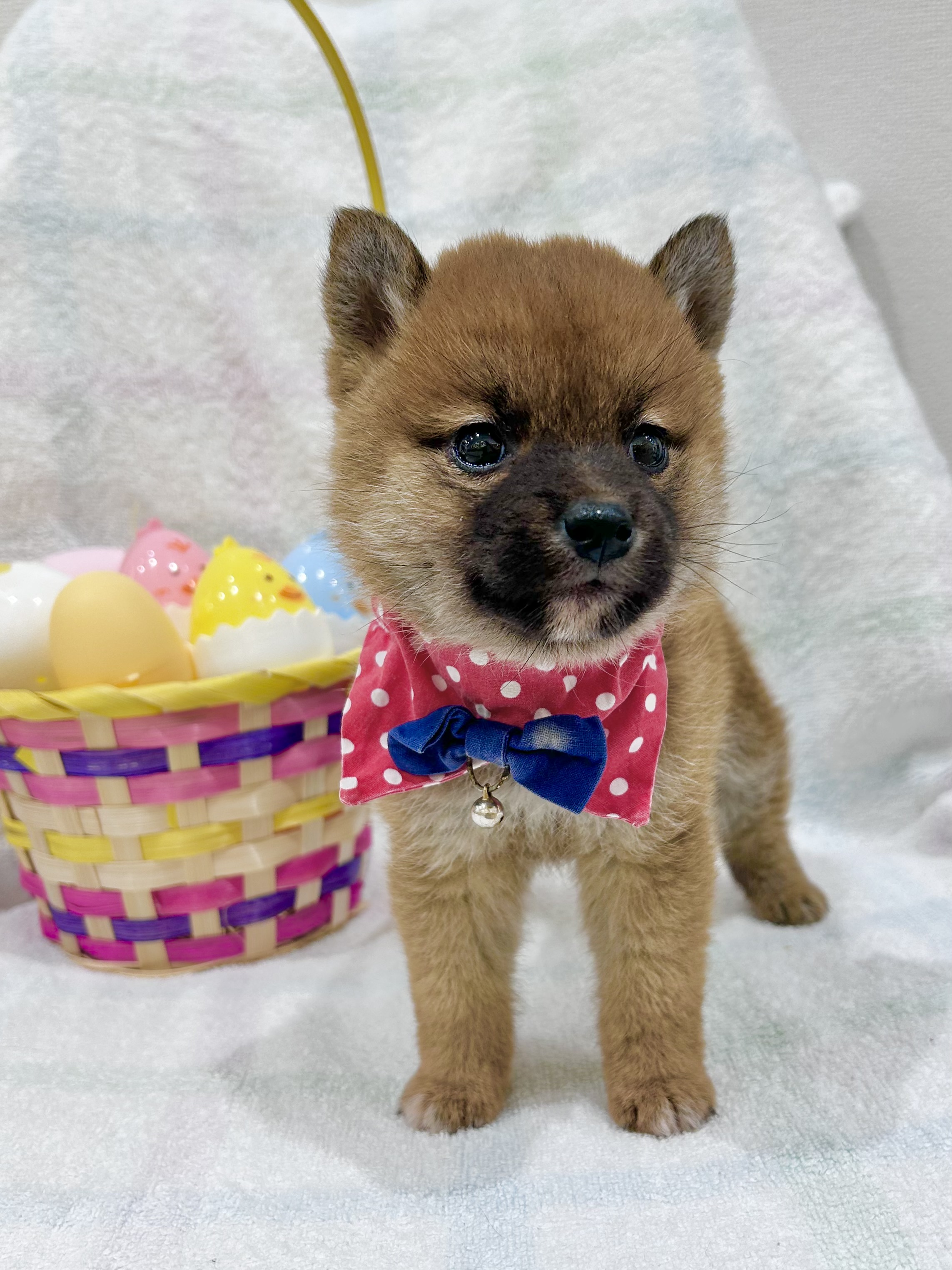 埼玉県の豆柴 (センチュリーペット武蔵狭山店/2026年2月7日生まれ/女の子/赤)の子犬の2枚目の画像