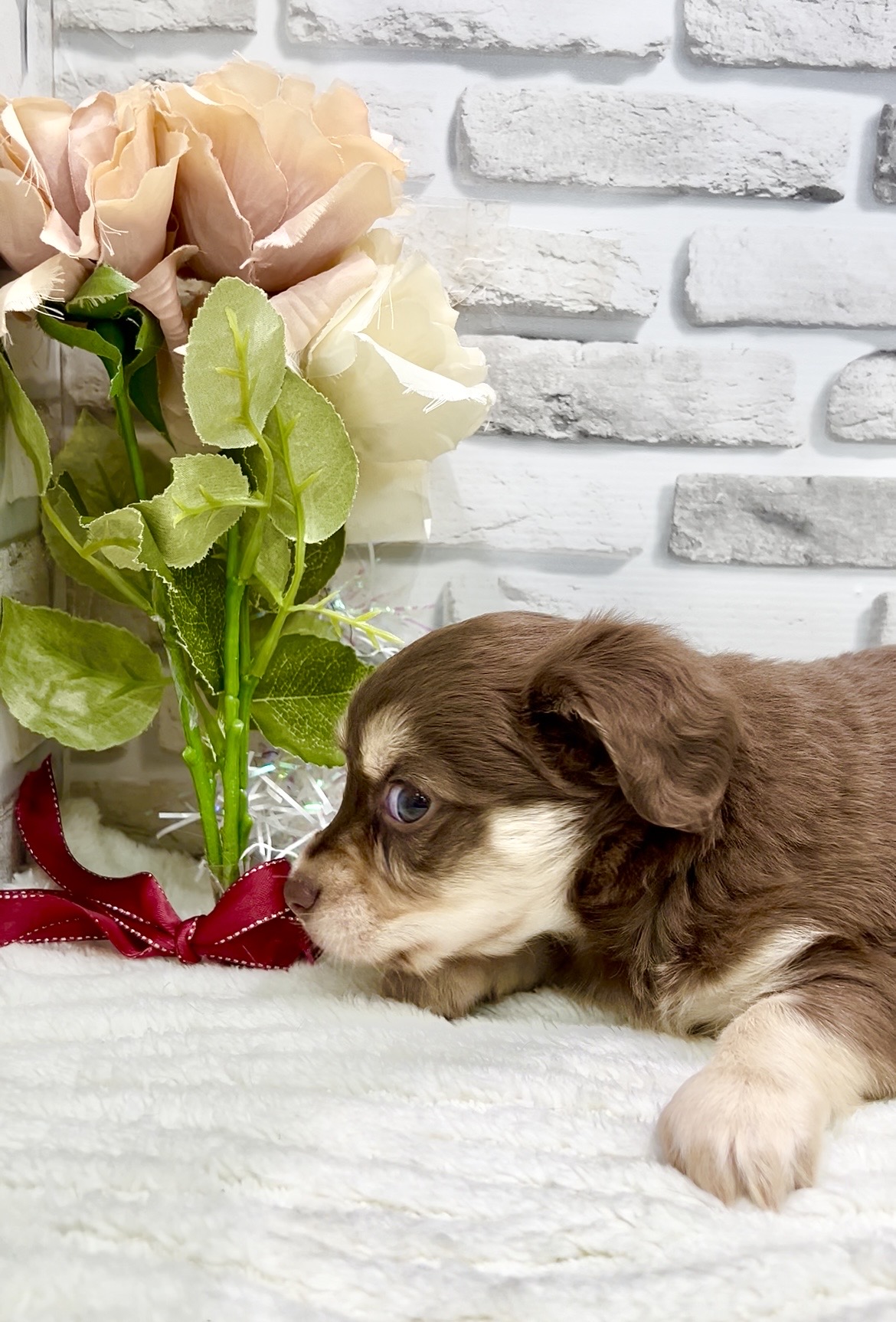 東京都のチワックス(チワワ×ダックス) (センチュリーペット瑞江店/2026年2月6日生まれ/男の子/その他色)の子犬の2枚目の画像