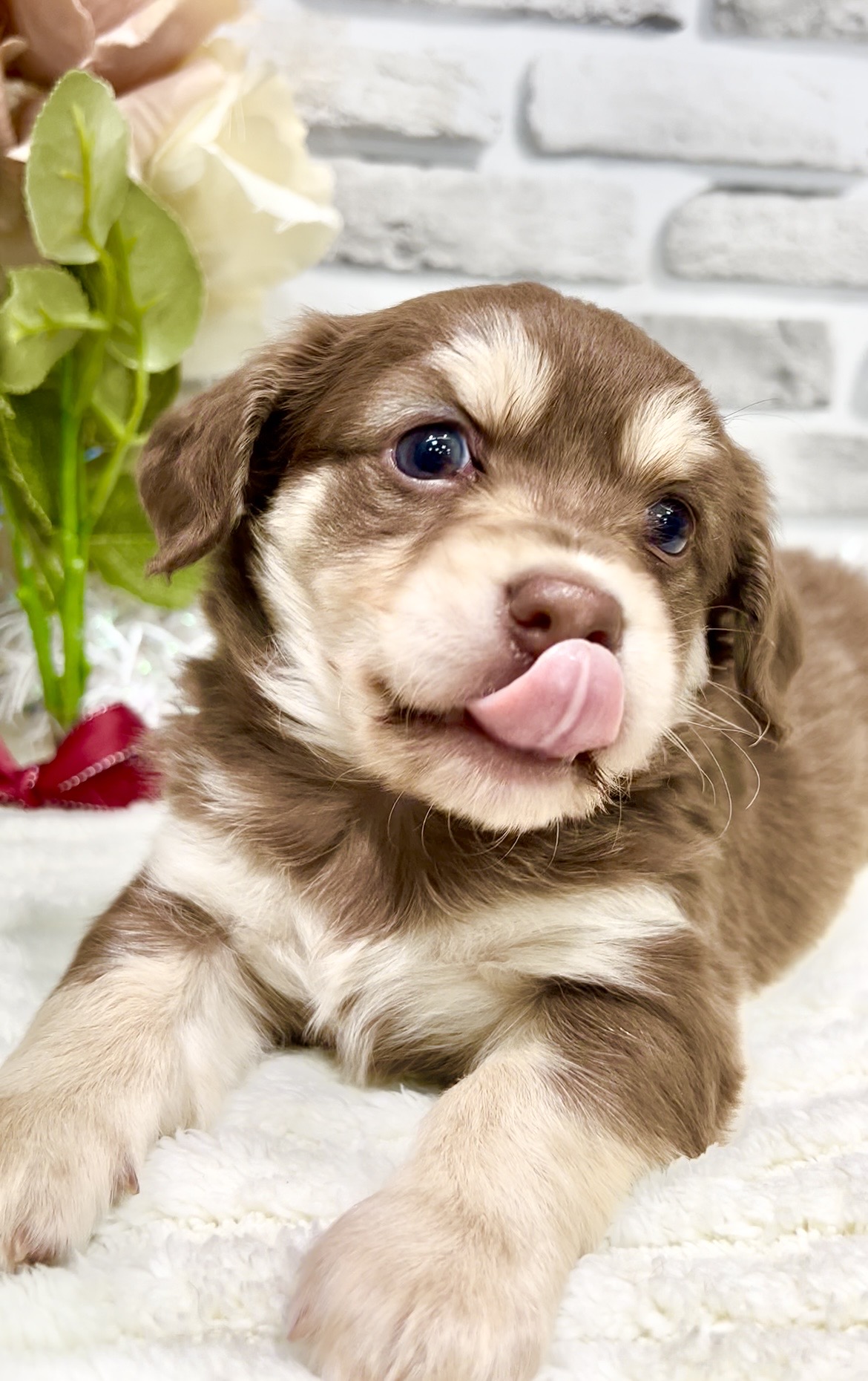 東京都のチワックス(チワワ×ダックス) (センチュリーペット瑞江店/2026年2月6日生まれ/男の子/その他色)の子犬の3枚目の画像