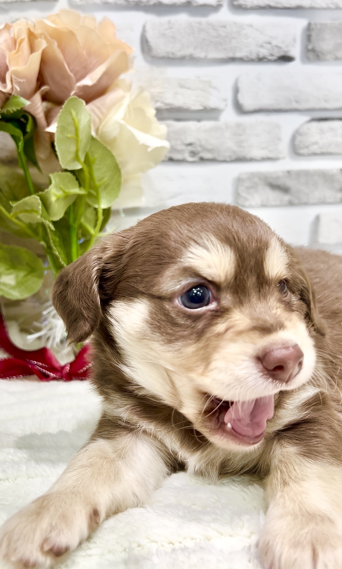 東京都のチワックス(チワワ×ダックス) (センチュリーペット瑞江店/2026年2月6日生まれ/男の子/その他色)の子犬の4枚目の画像