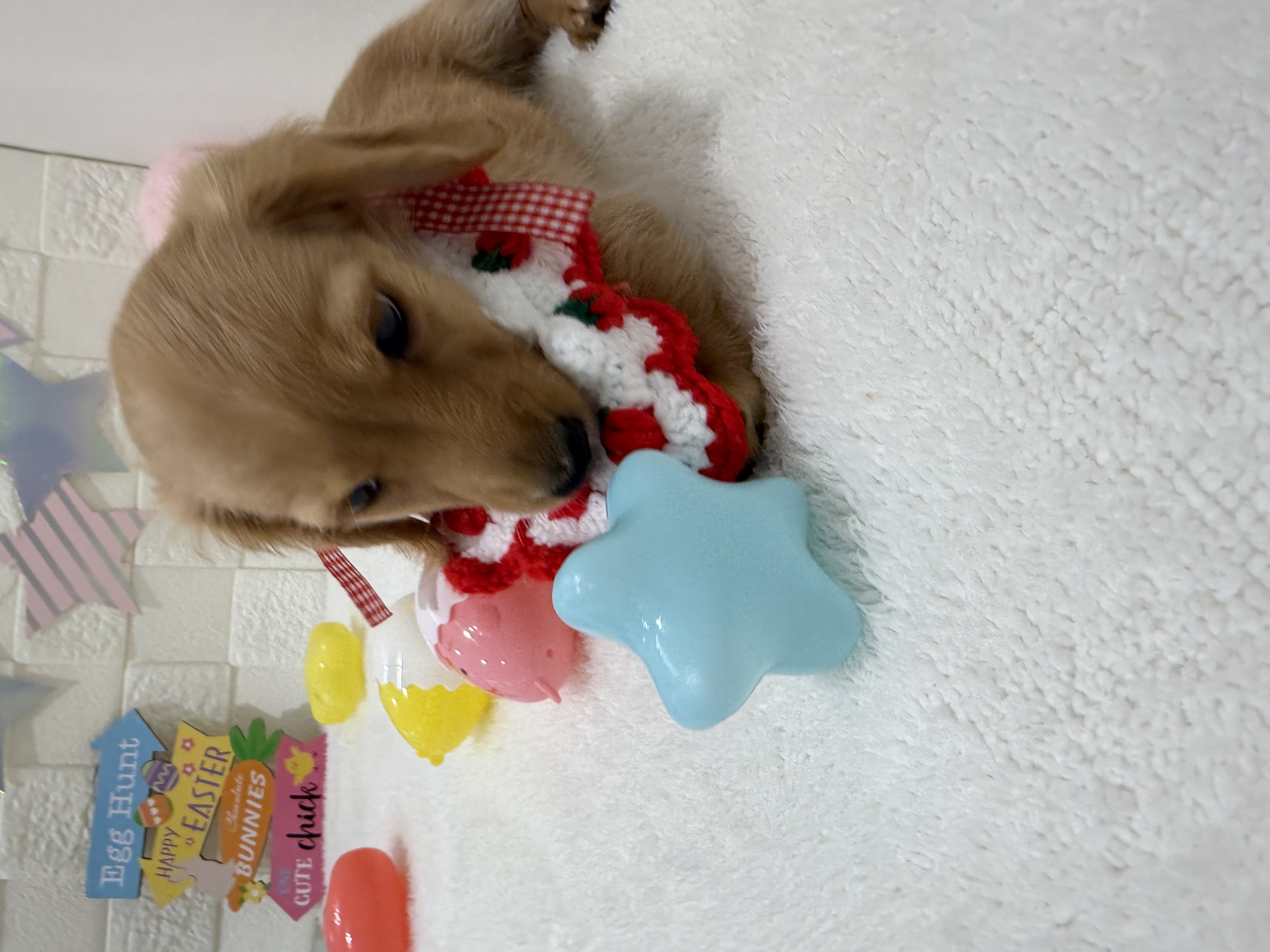 千葉県のミニチュアダックスフンド(ロング) (センチュリーペット津田沼店/2026年2月5日生まれ/女の子/ゴールド)の子犬の2枚目の画像