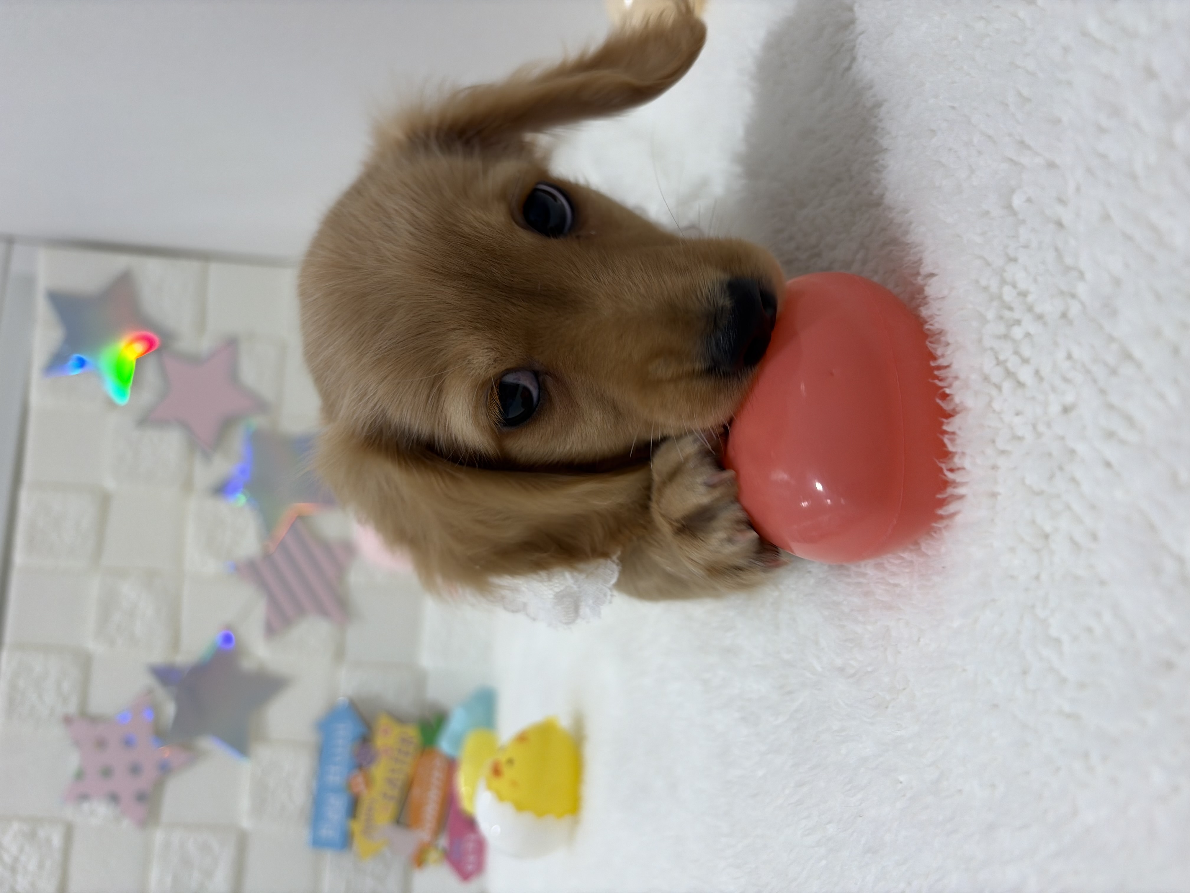 千葉県のミニチュアダックスフンド(ロング) (センチュリーペット津田沼店/2026年2月5日生まれ/女の子/ゴールド)の子犬の3枚目の画像