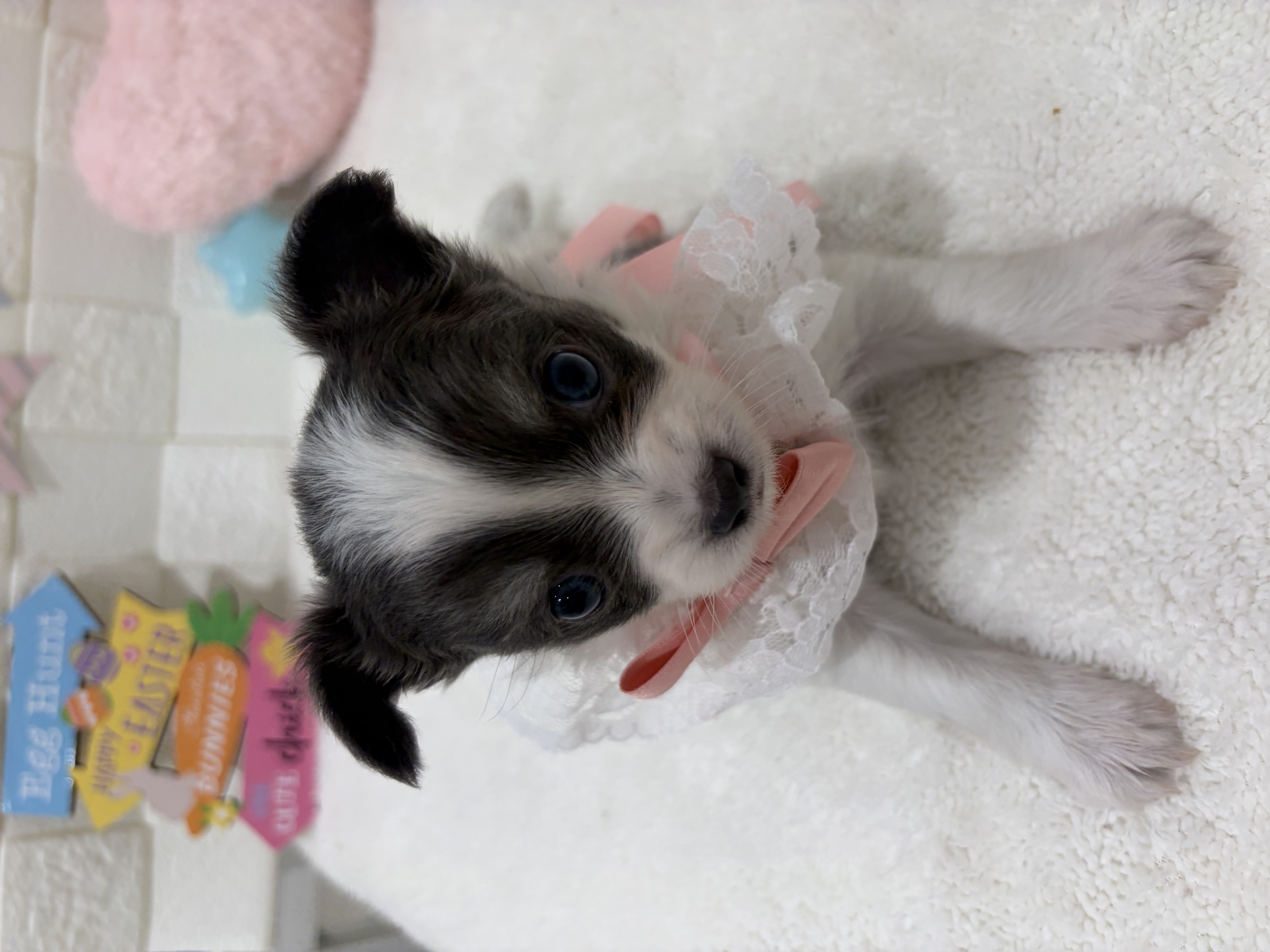 千葉県のチワワ(ロング) (センチュリーペット津田沼店/2026年2月5日生まれ/女の子/ホワイトブルータン)の子犬の2枚目の画像