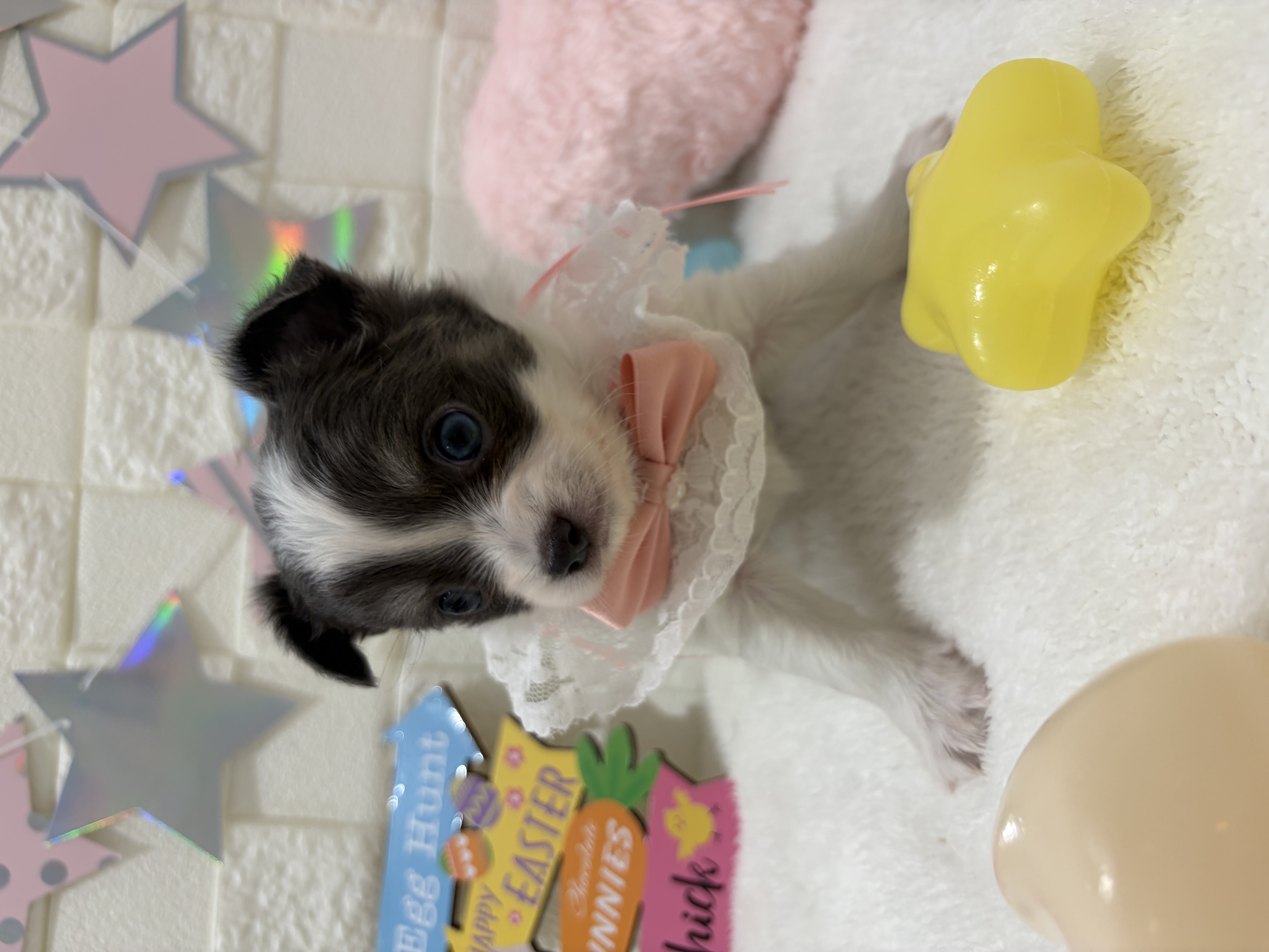 千葉県のチワワ(ロング) (センチュリーペット津田沼店/2026年2月5日生まれ/女の子/ホワイトブルータン)の子犬の3枚目の画像